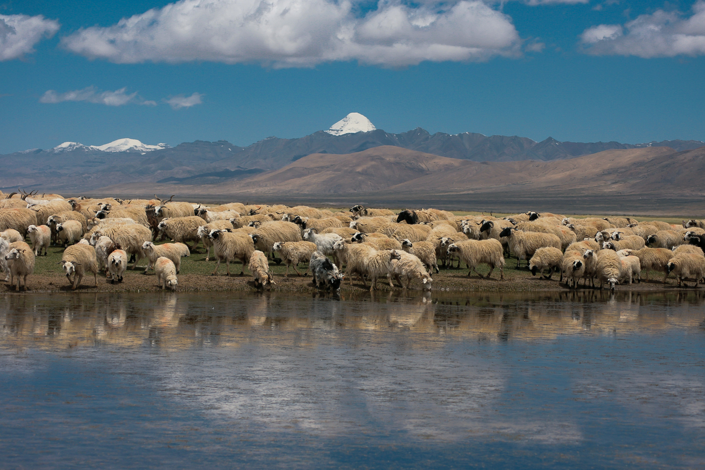 Tibet: Lake Manosarovar, Flock and background the Kailash