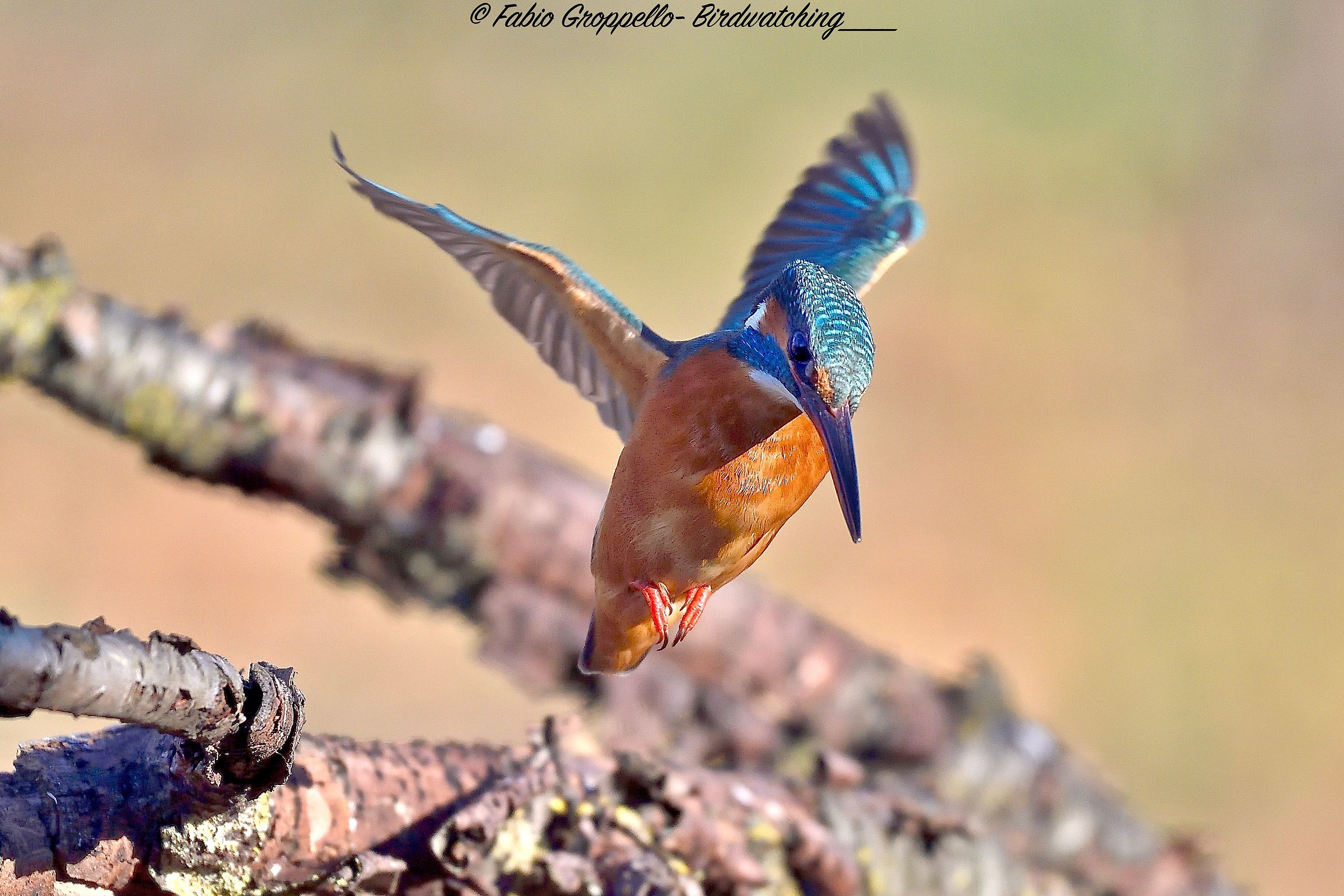 Martino in volo "spirito santo"