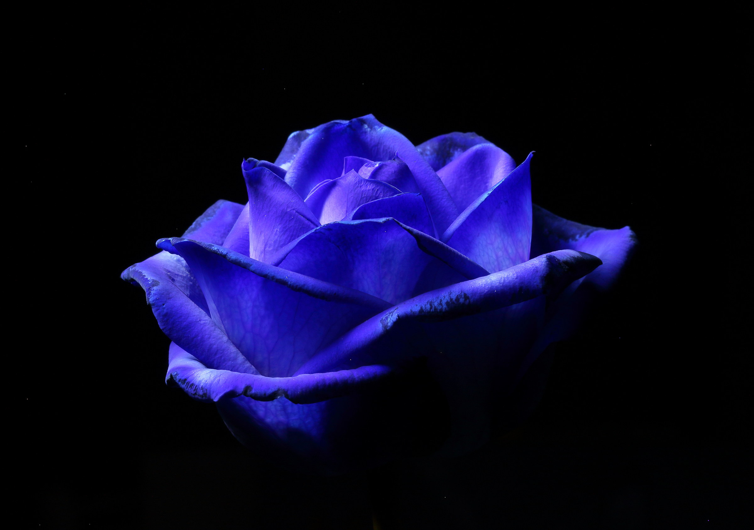 Una rosa blu.....