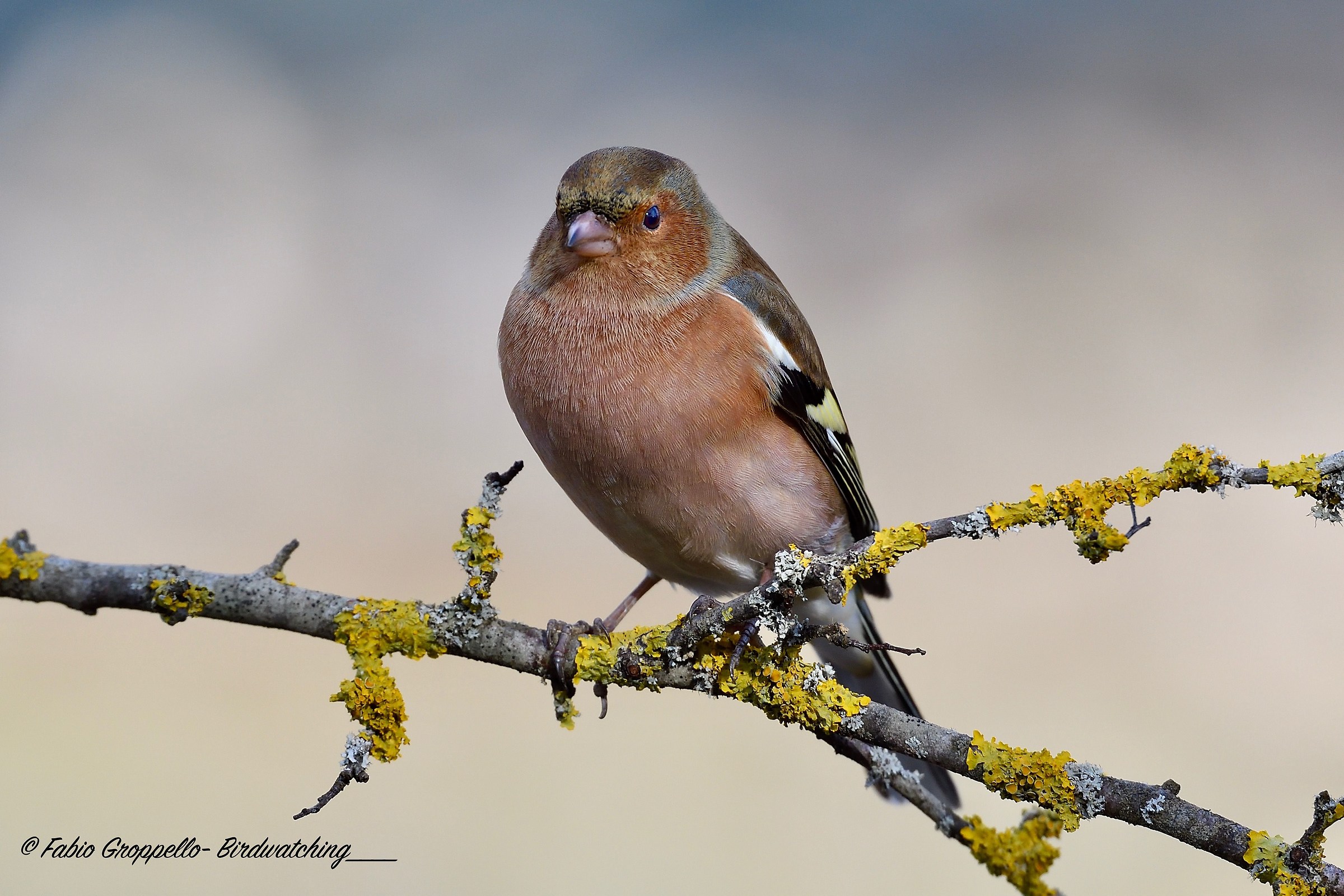 Chaffinch