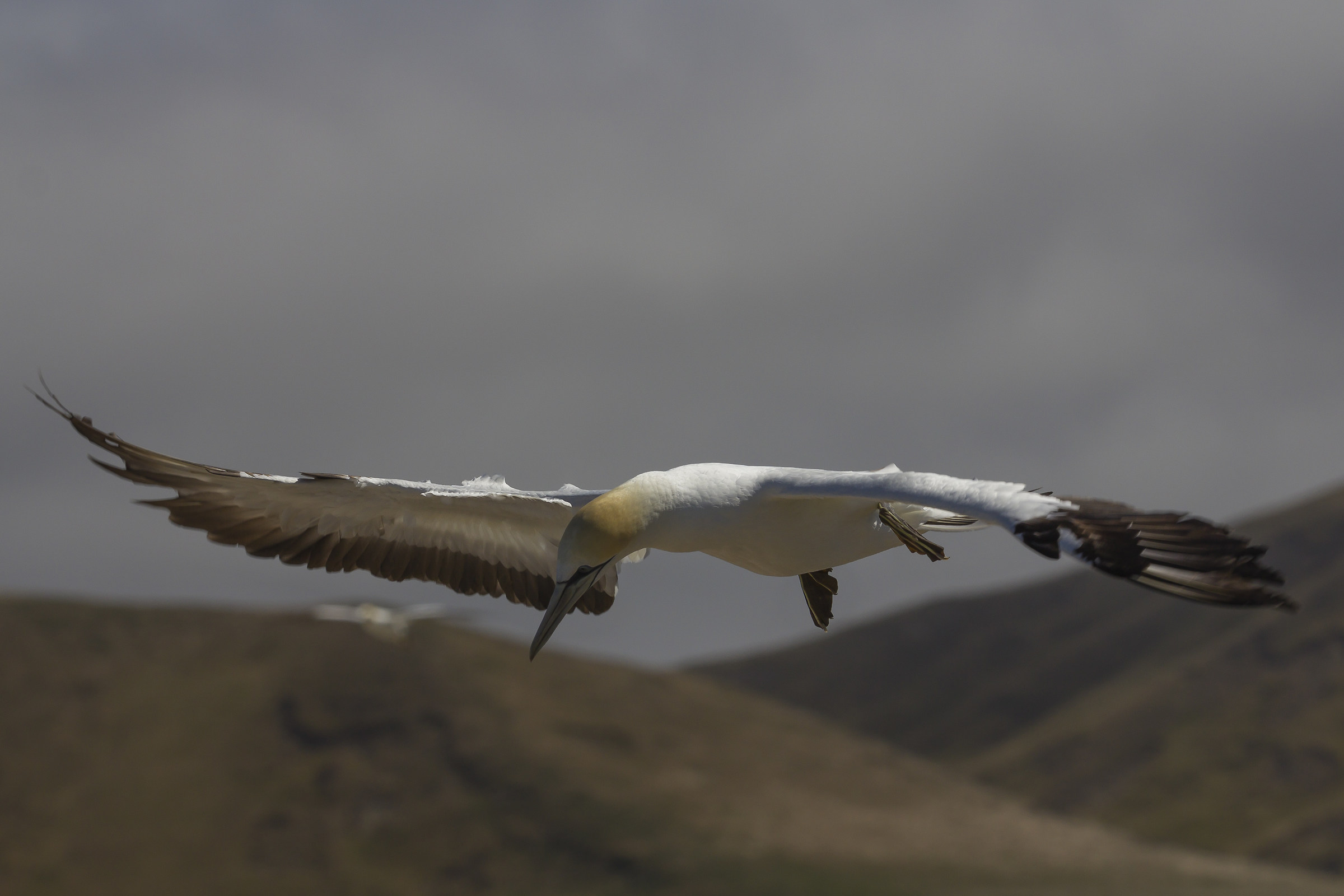 Australasian Gannet