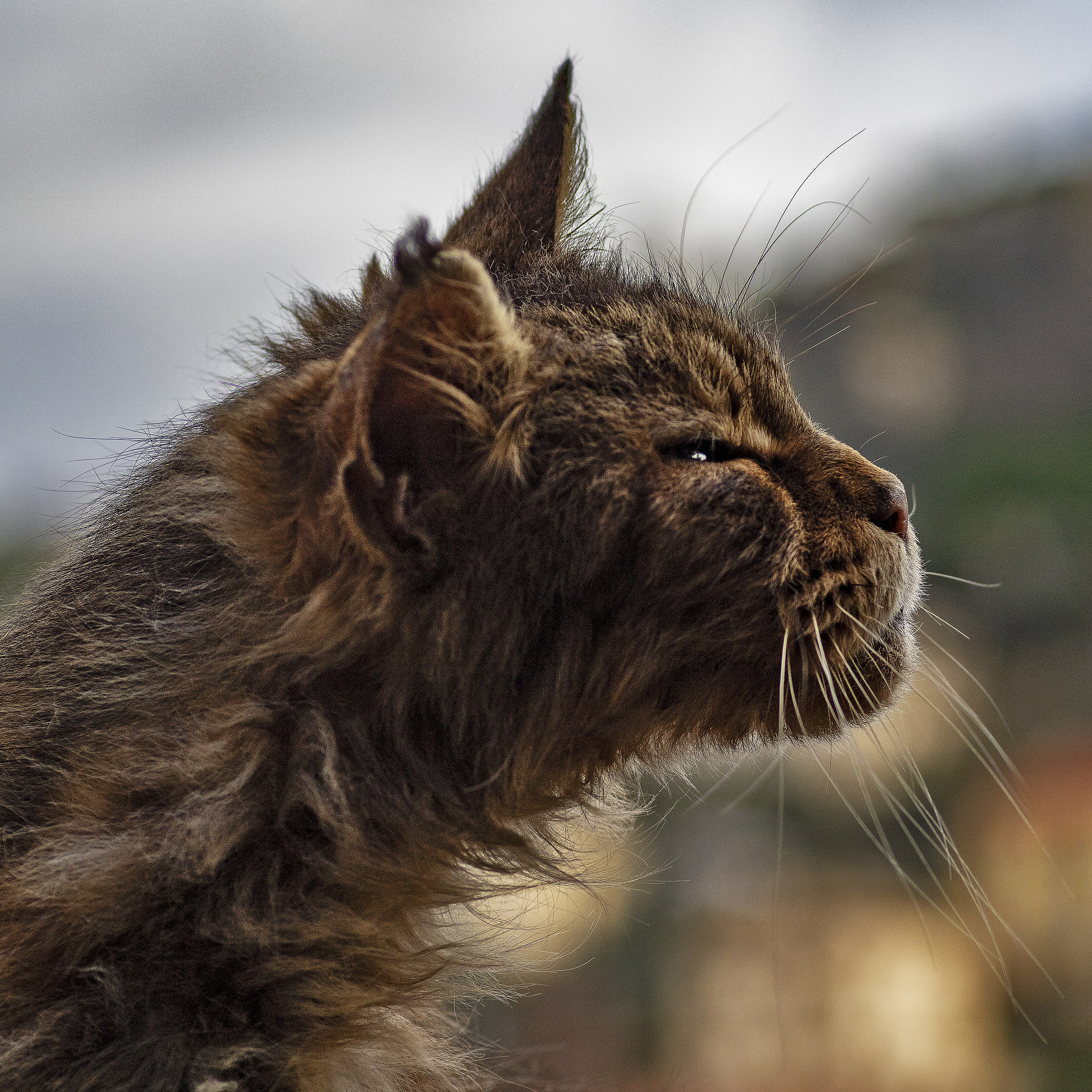 Special Features: Beautiful