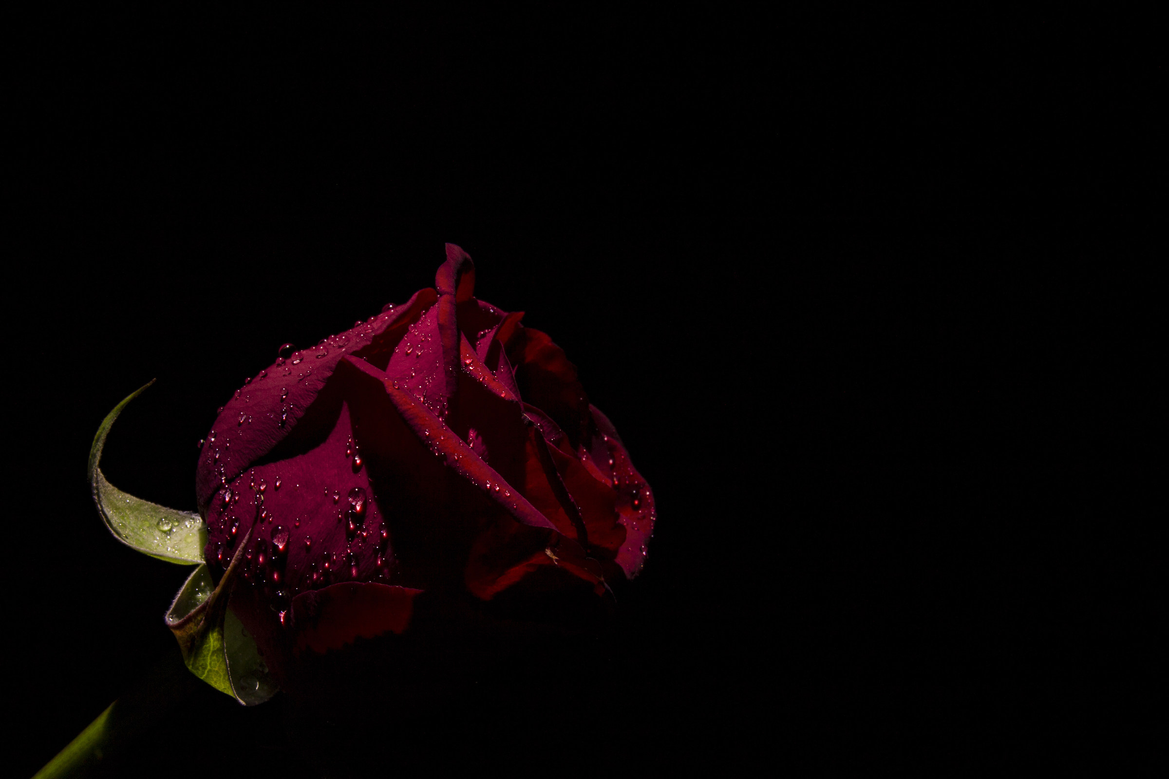 Tears of a Rose