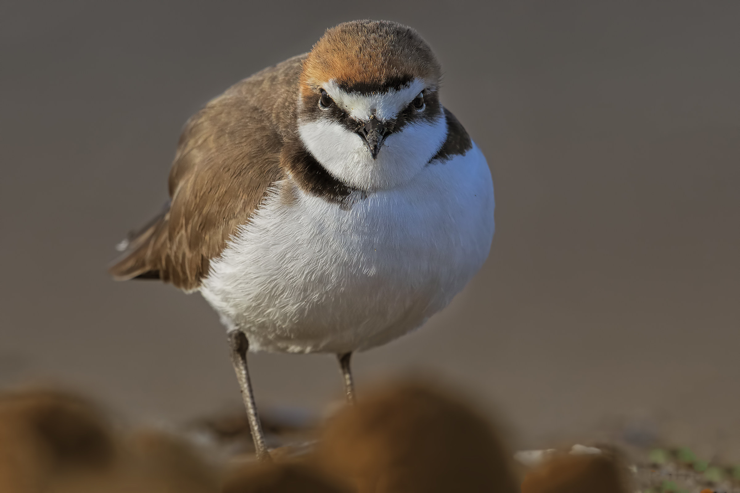 La smetti di fotografarmi?...vuoi farmi incazzare?