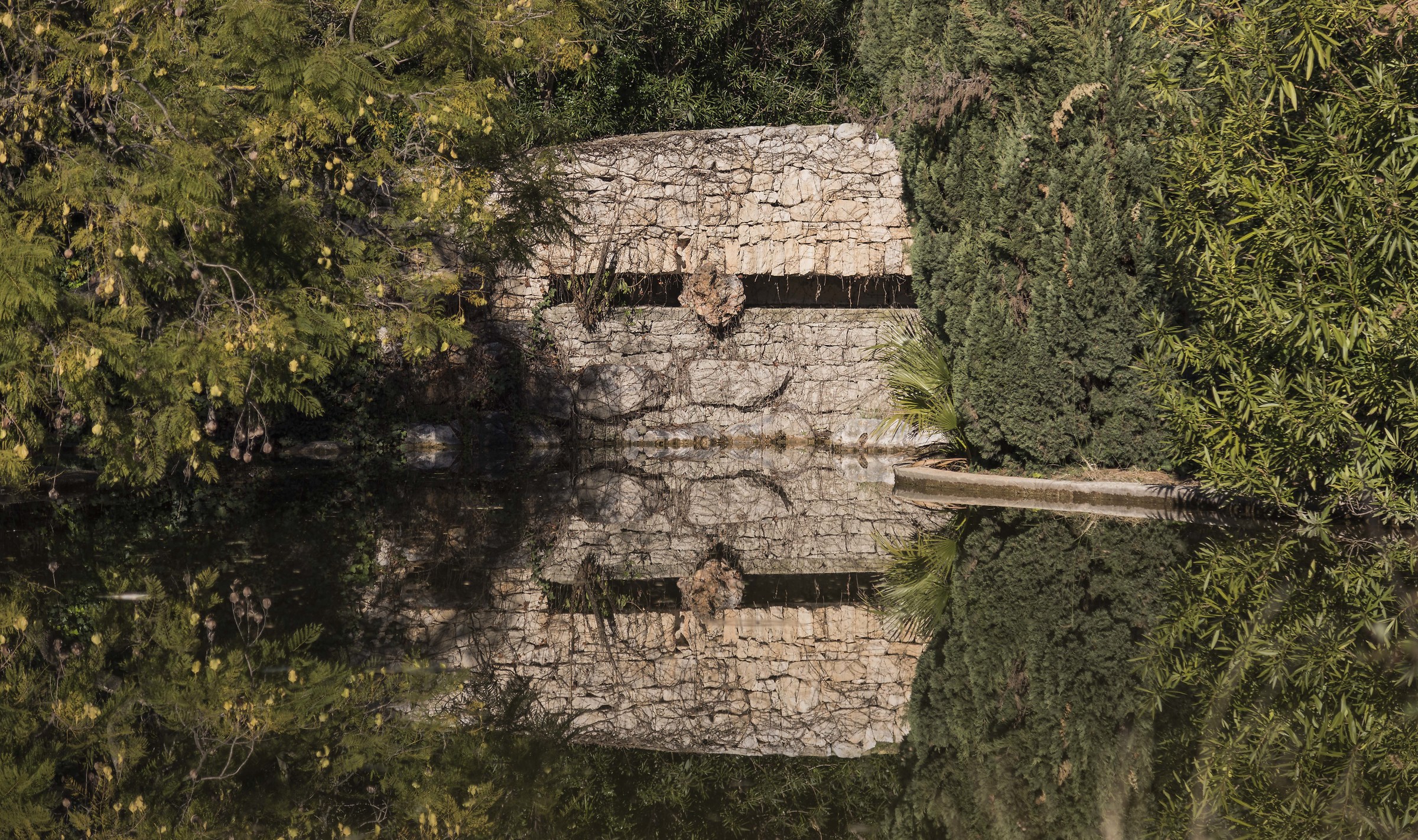 riflesso nello stagno delle tartarughe