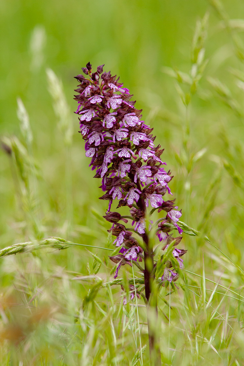 Orchis purpurea