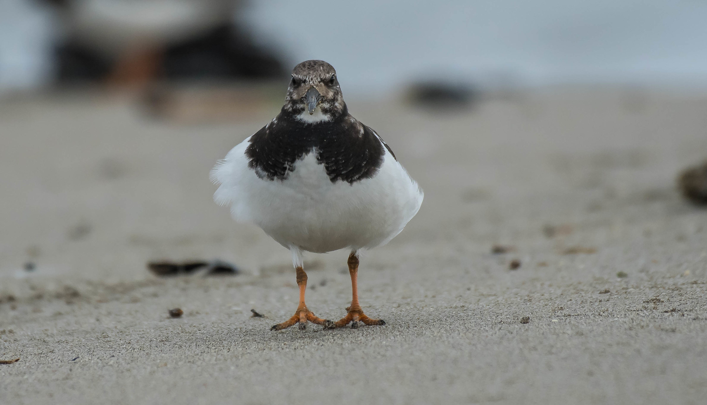 Voltaprè (voltapietre)