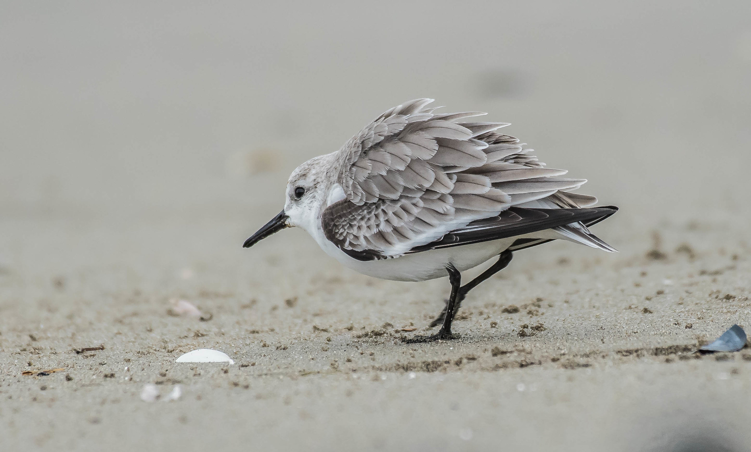 Giurgiòl  (piovanello tridattilo)