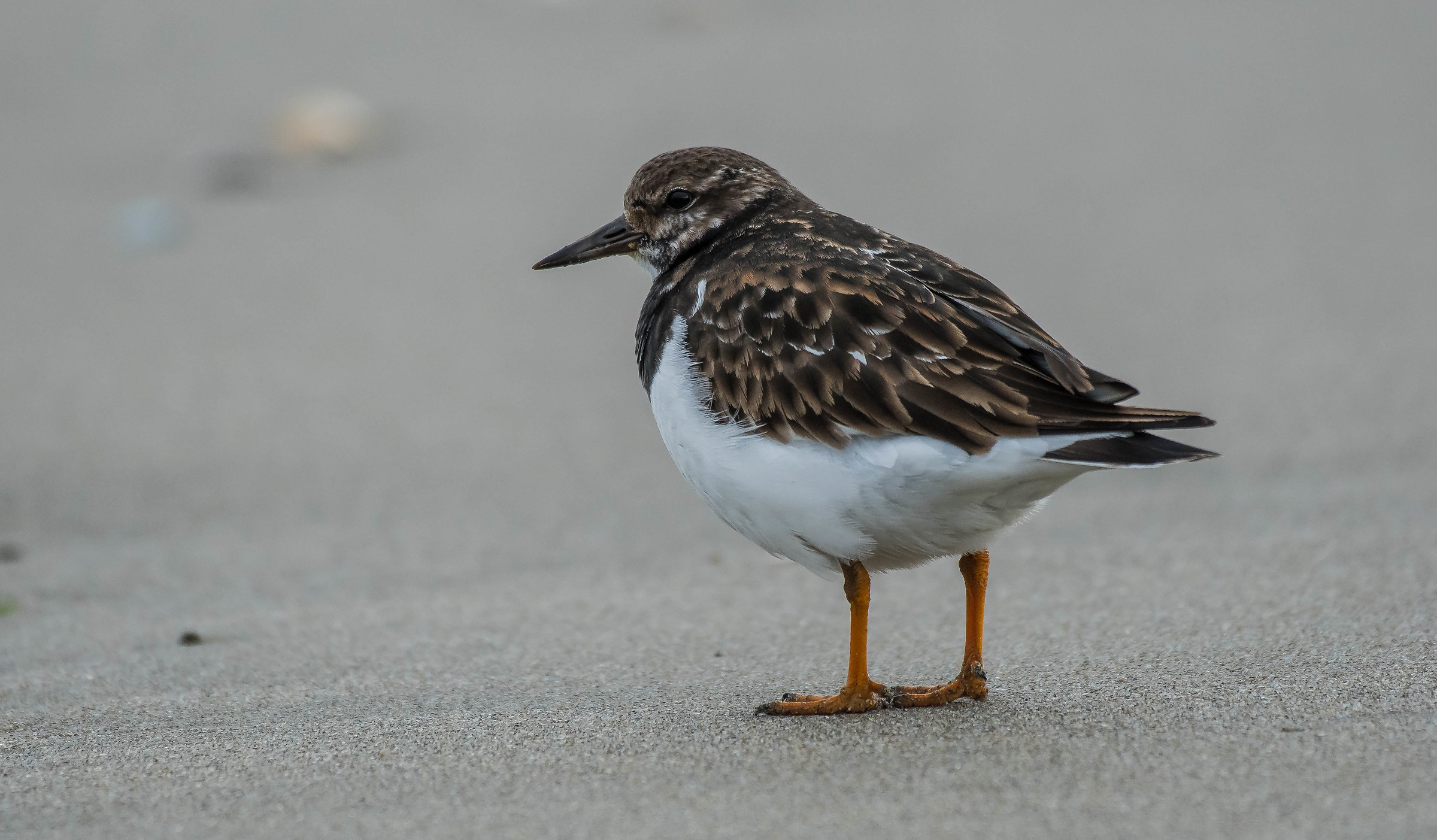 Voltaprè (voltapietre)