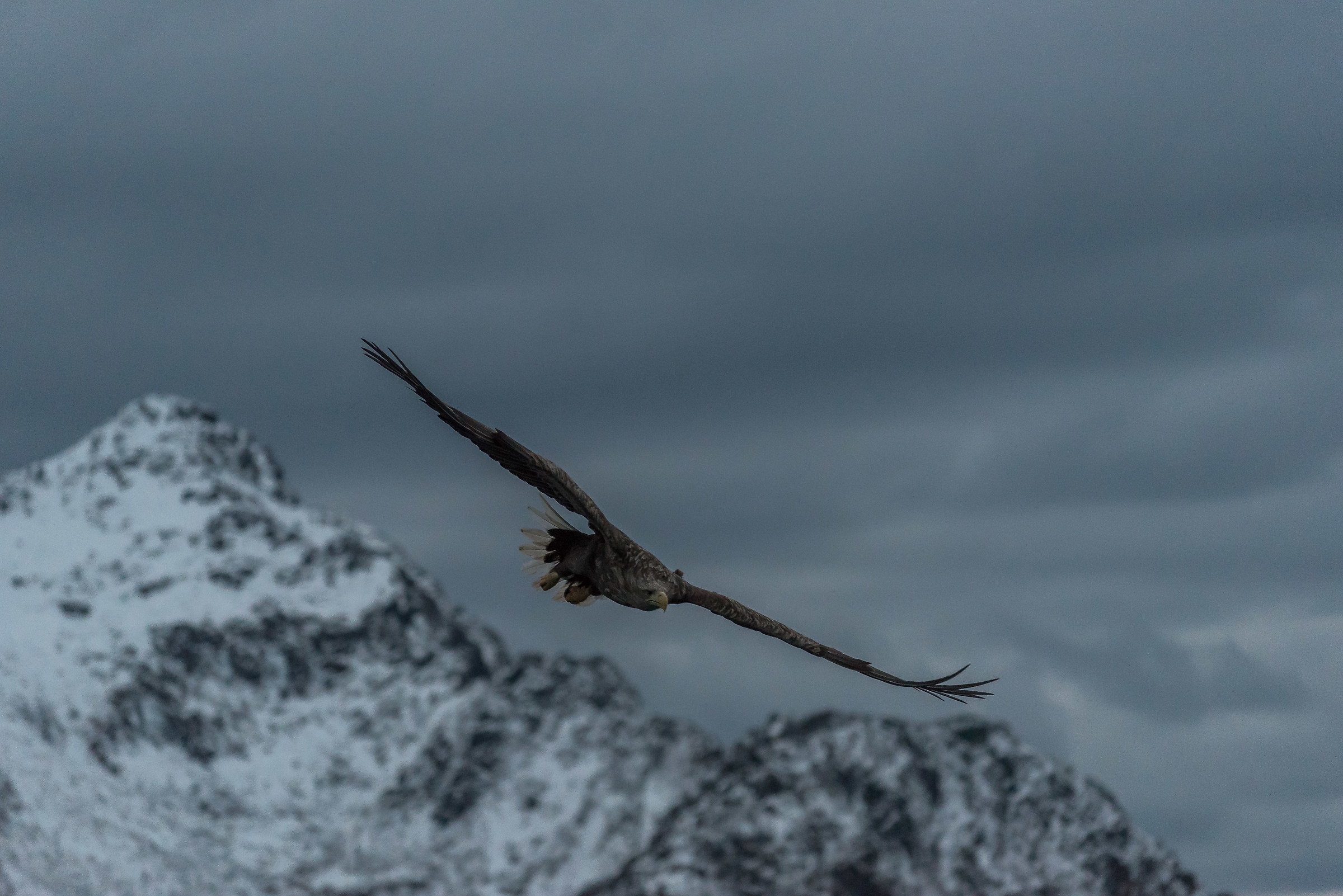 White Tail Eagle-white-tailed sea-eagle