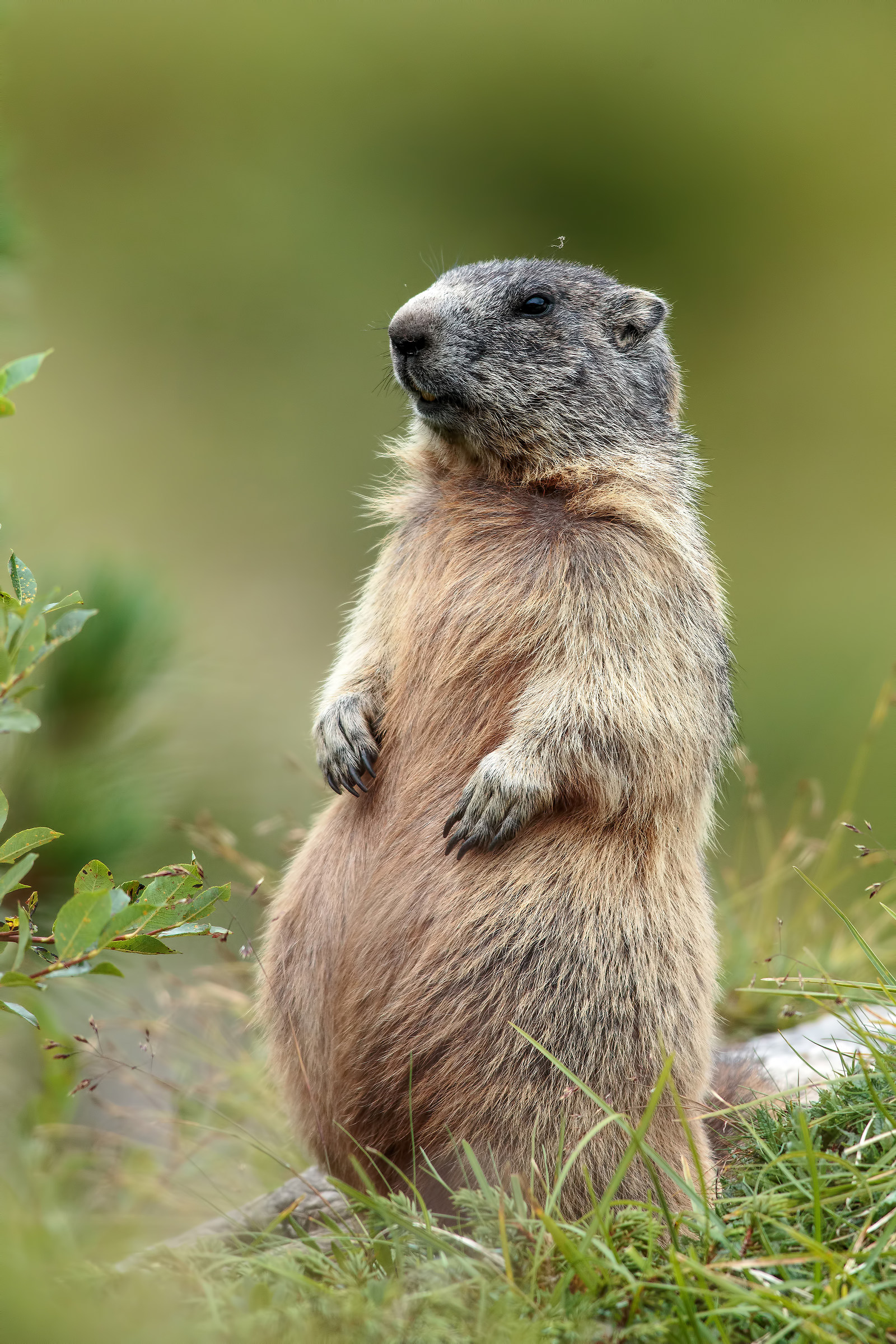 Marmot