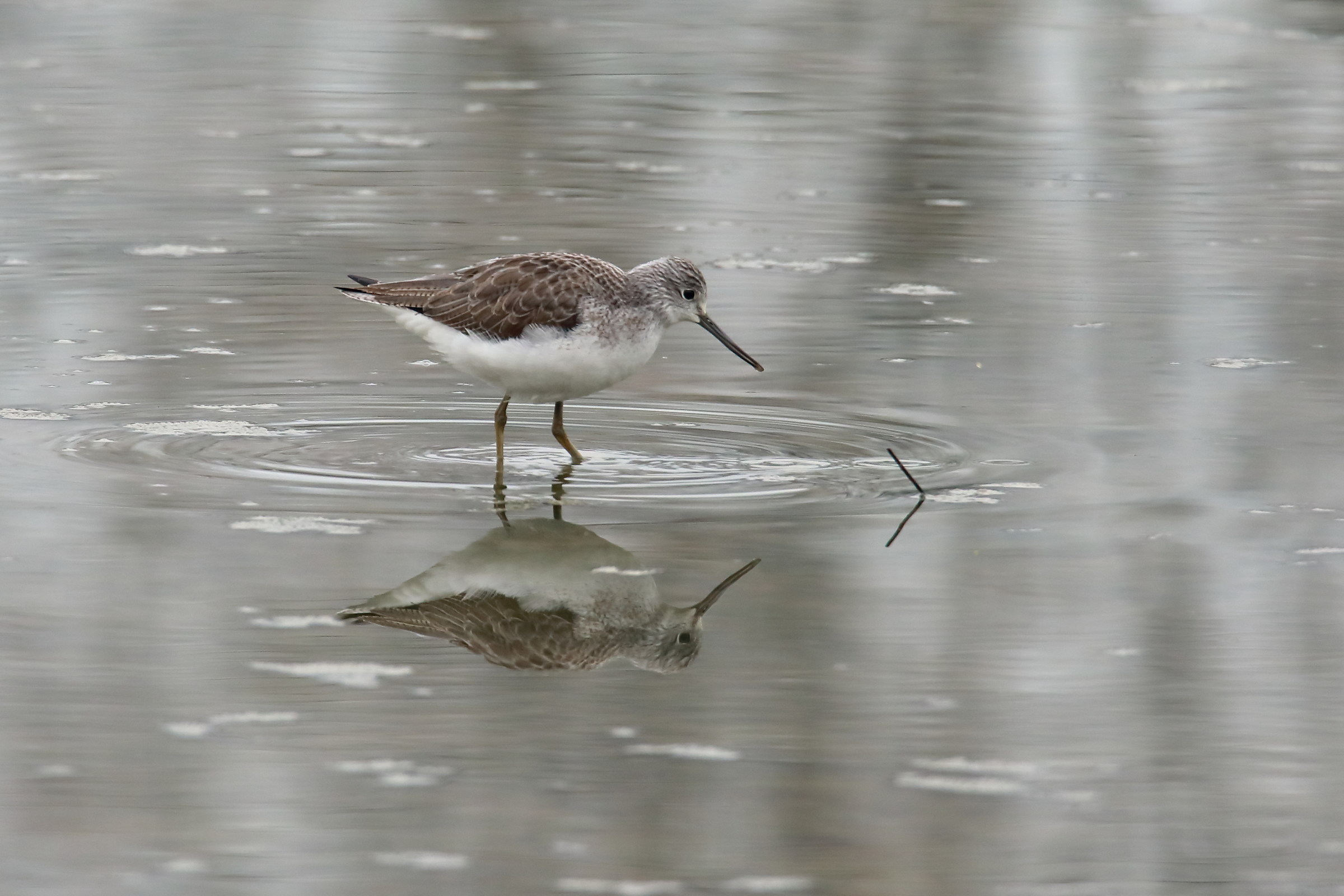 Natural Reserve Parma Morta