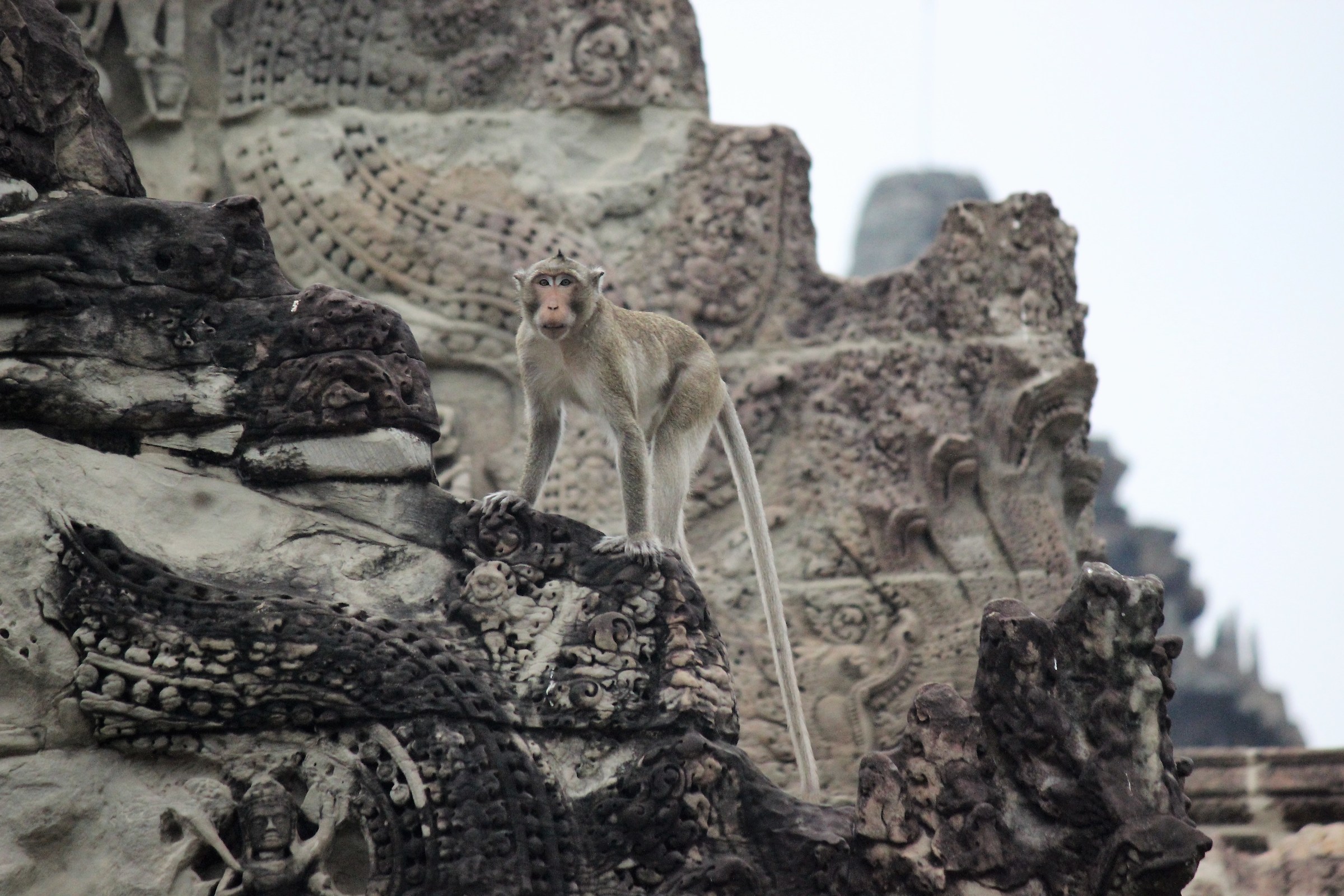 inquilini dei templi