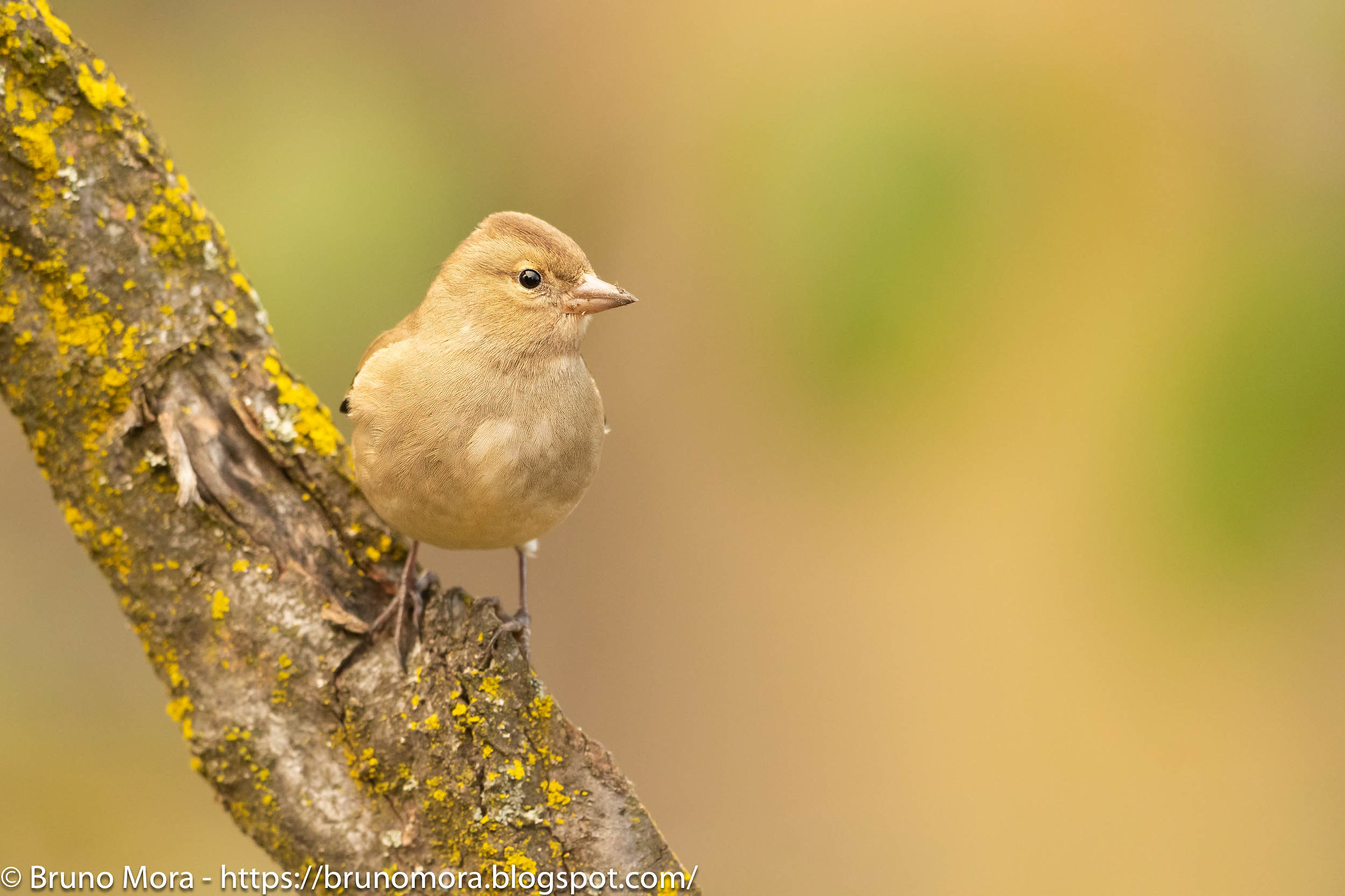 Female finches