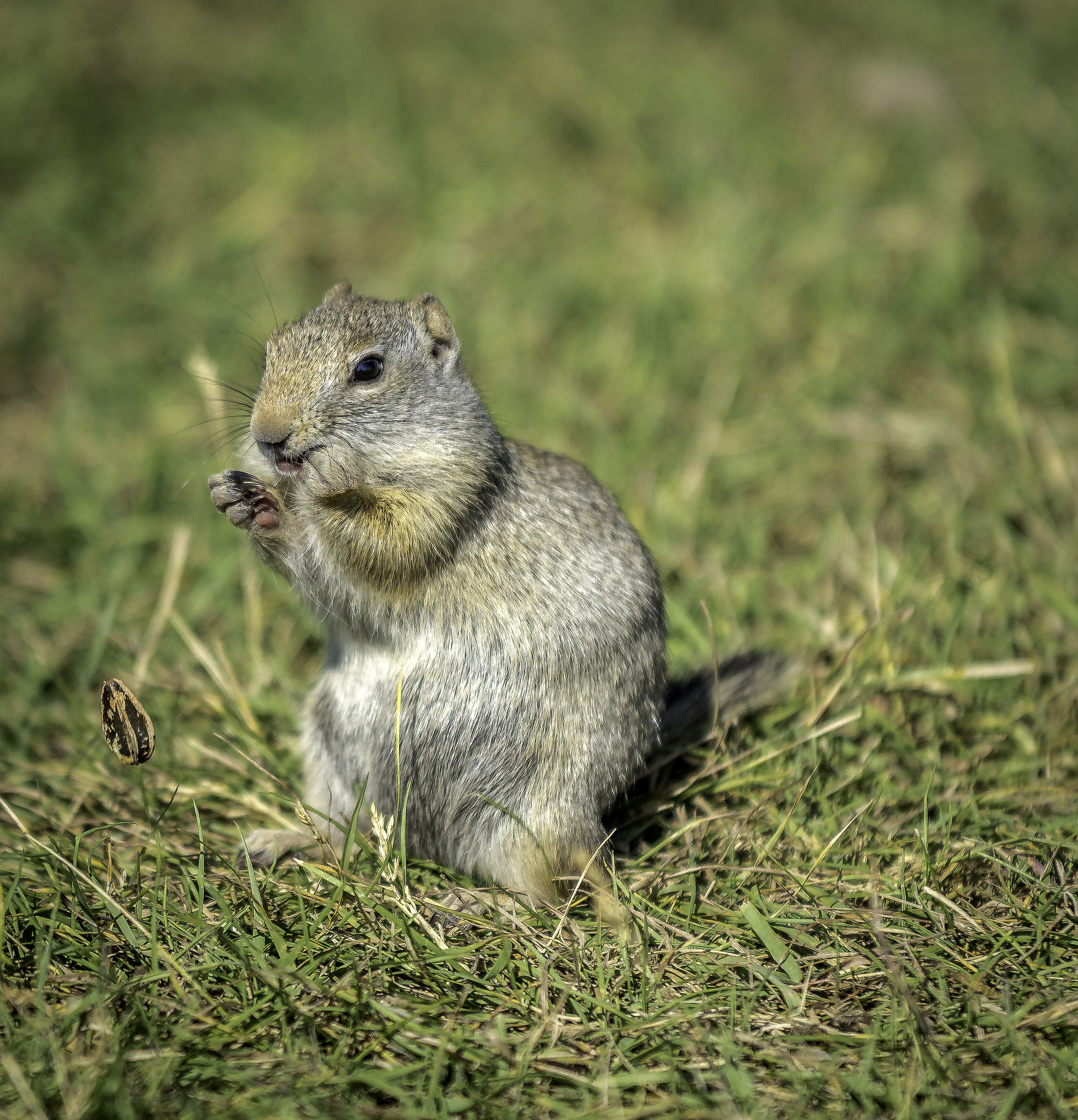 Marmot. Grand Teton