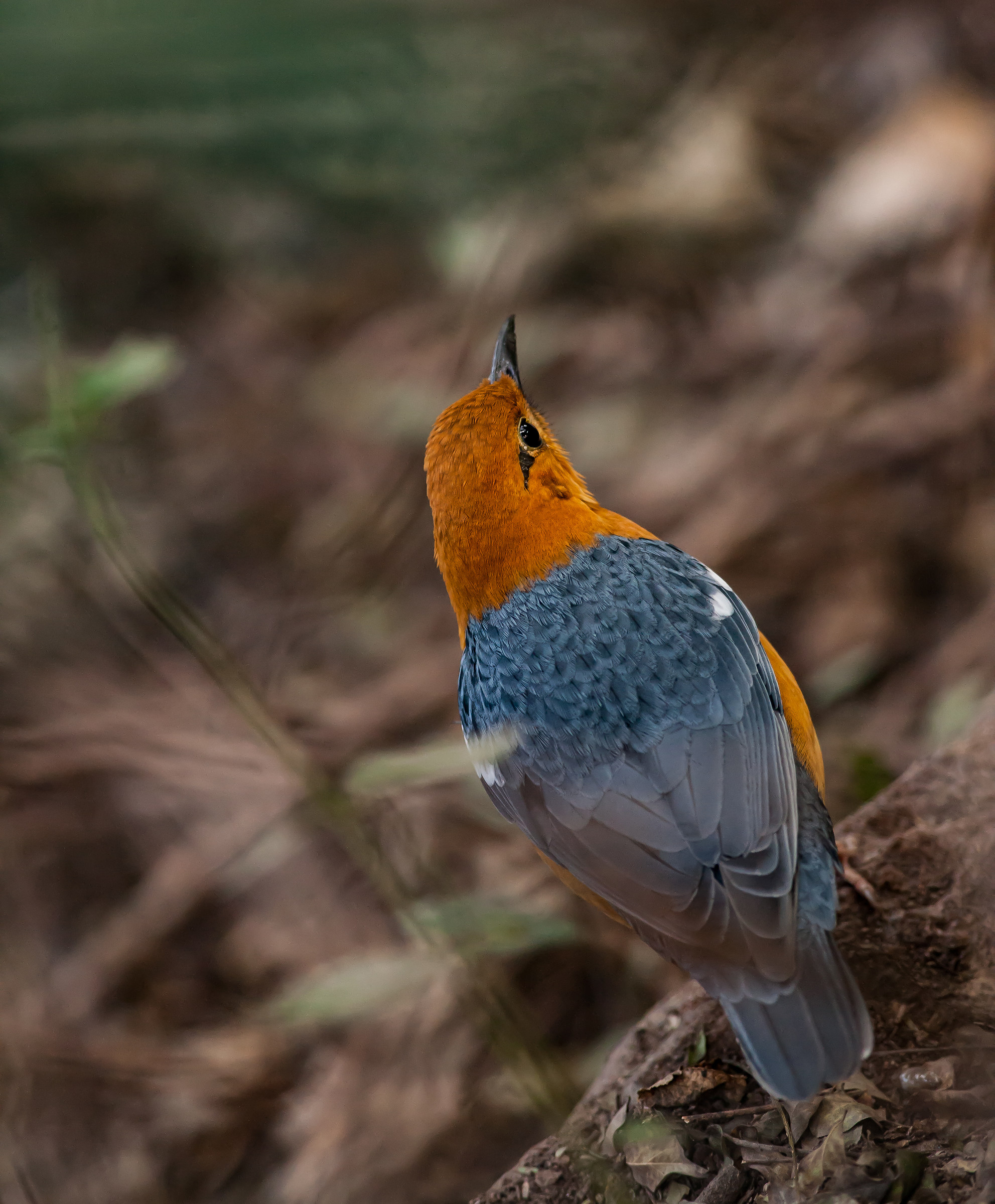 Orange headed thrush