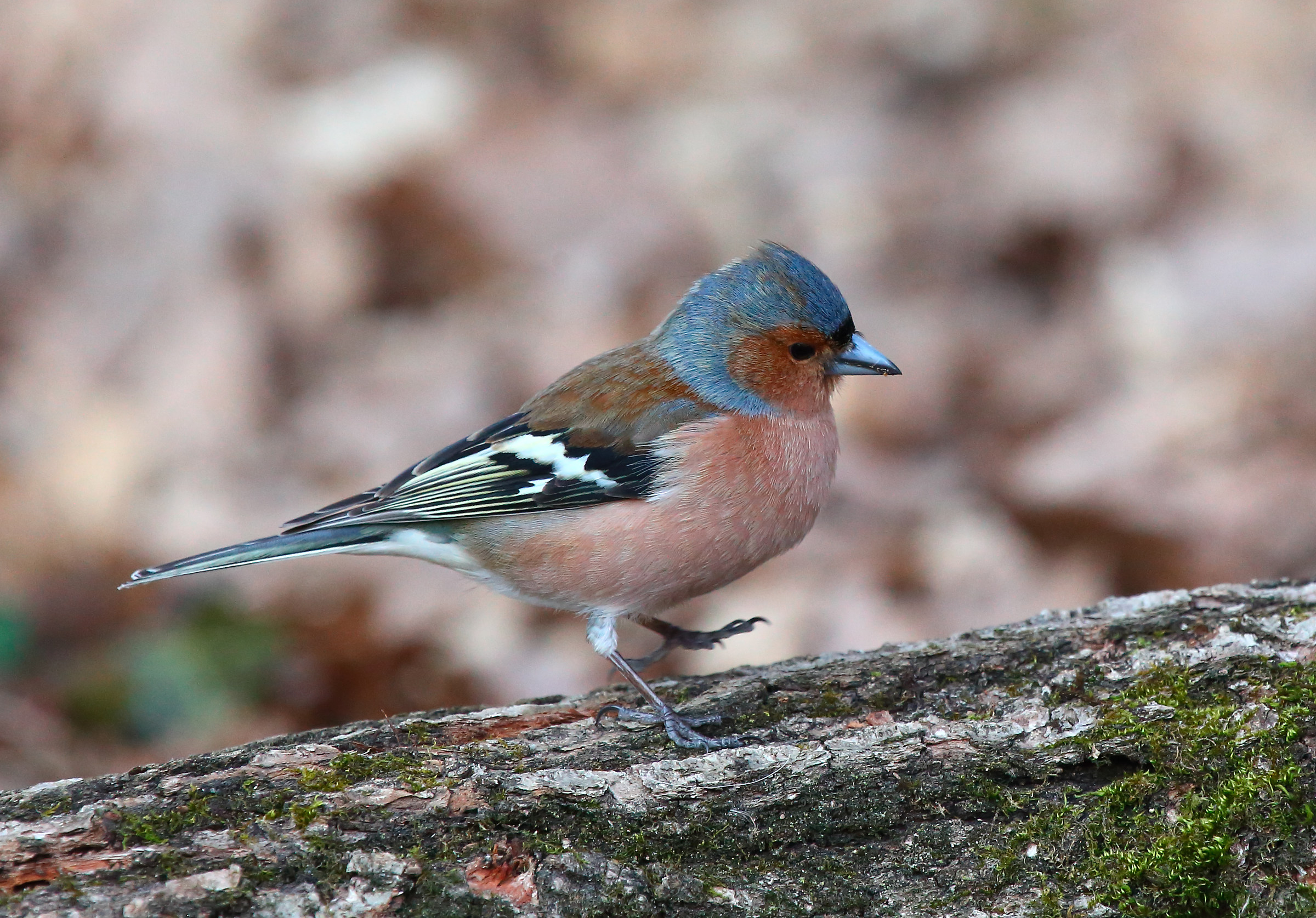 Chaffinch