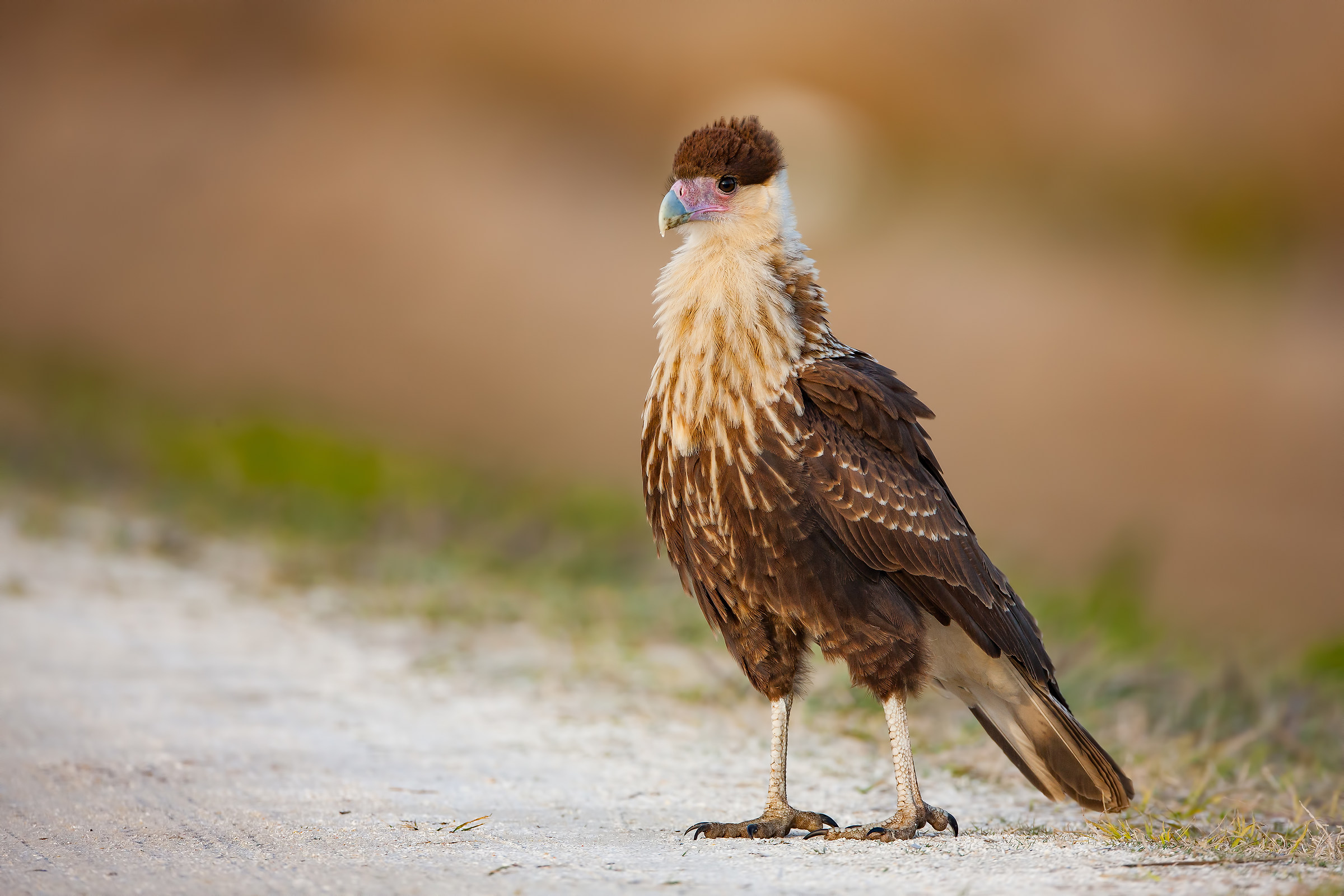 Crested Caracara