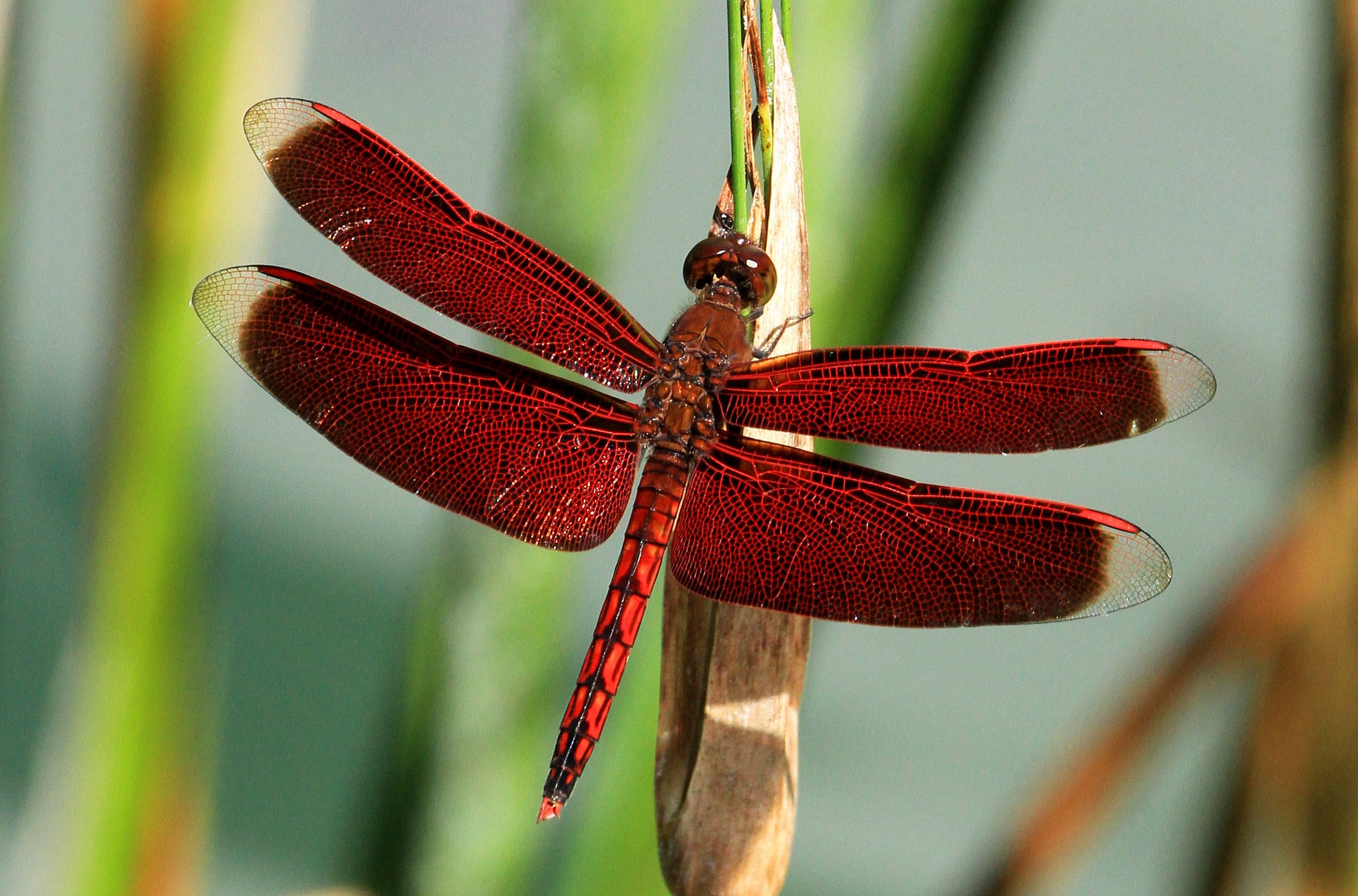 Dragonfly