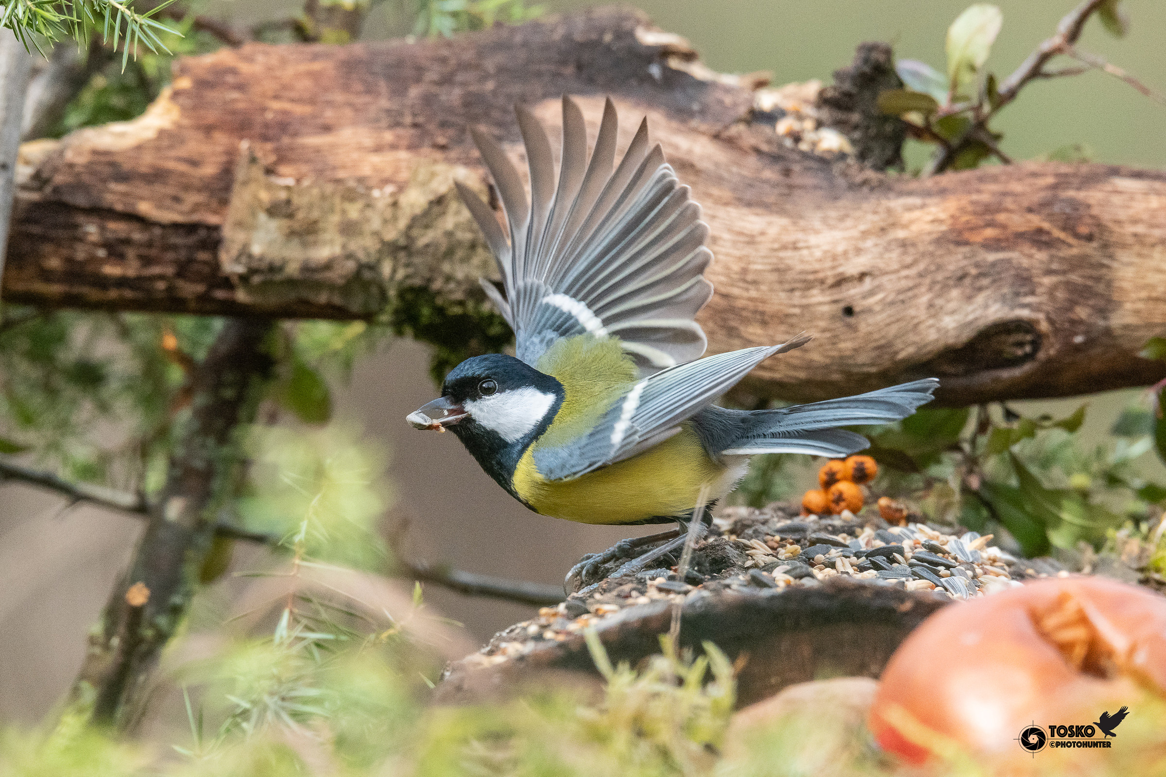 Cinciallegra (Parus major)