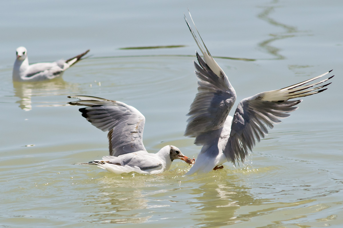 Contendersi la preda