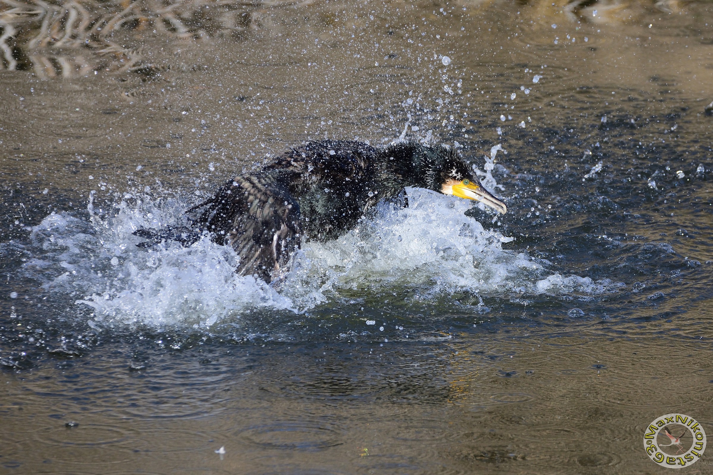 Cormorant