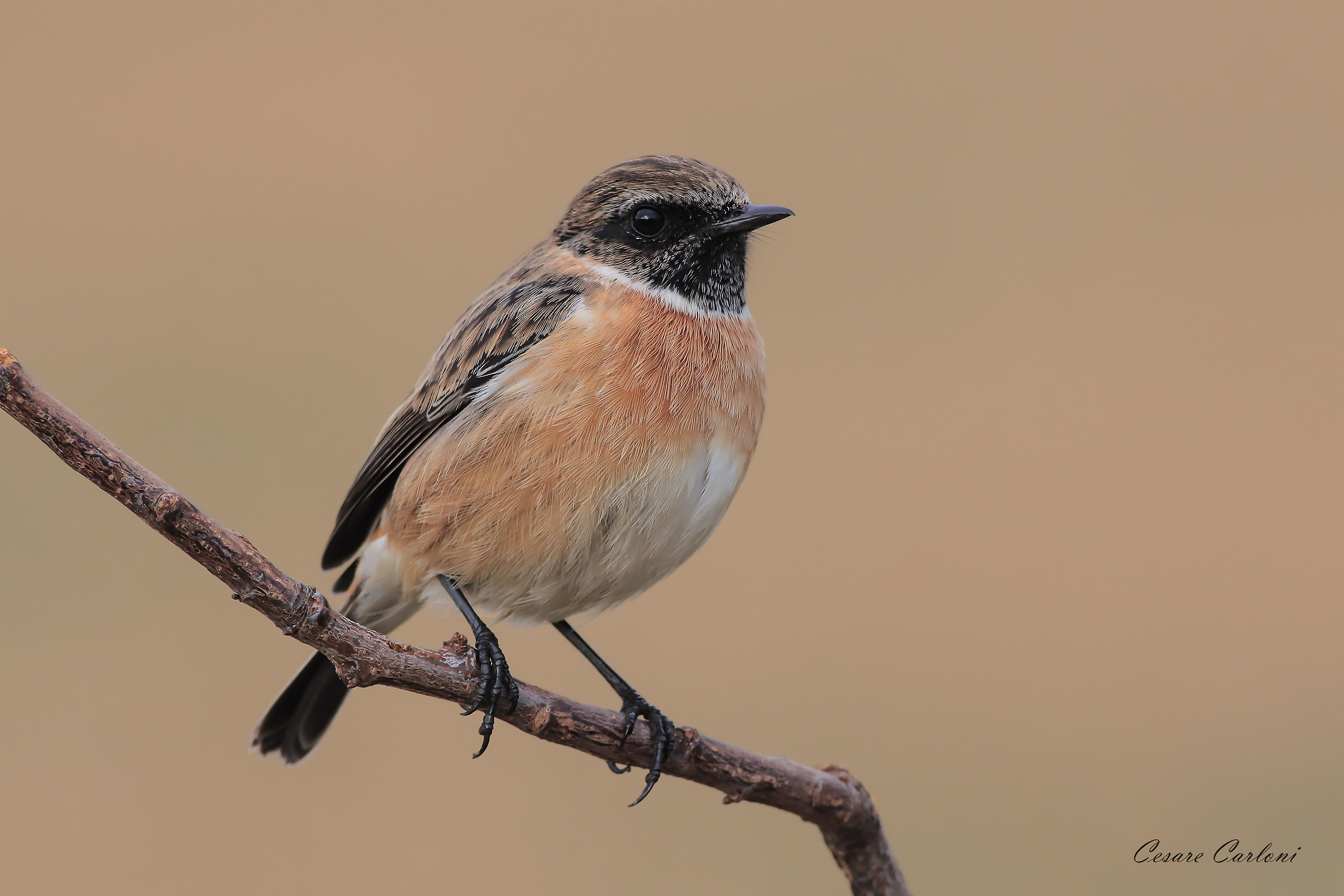 Stonechat