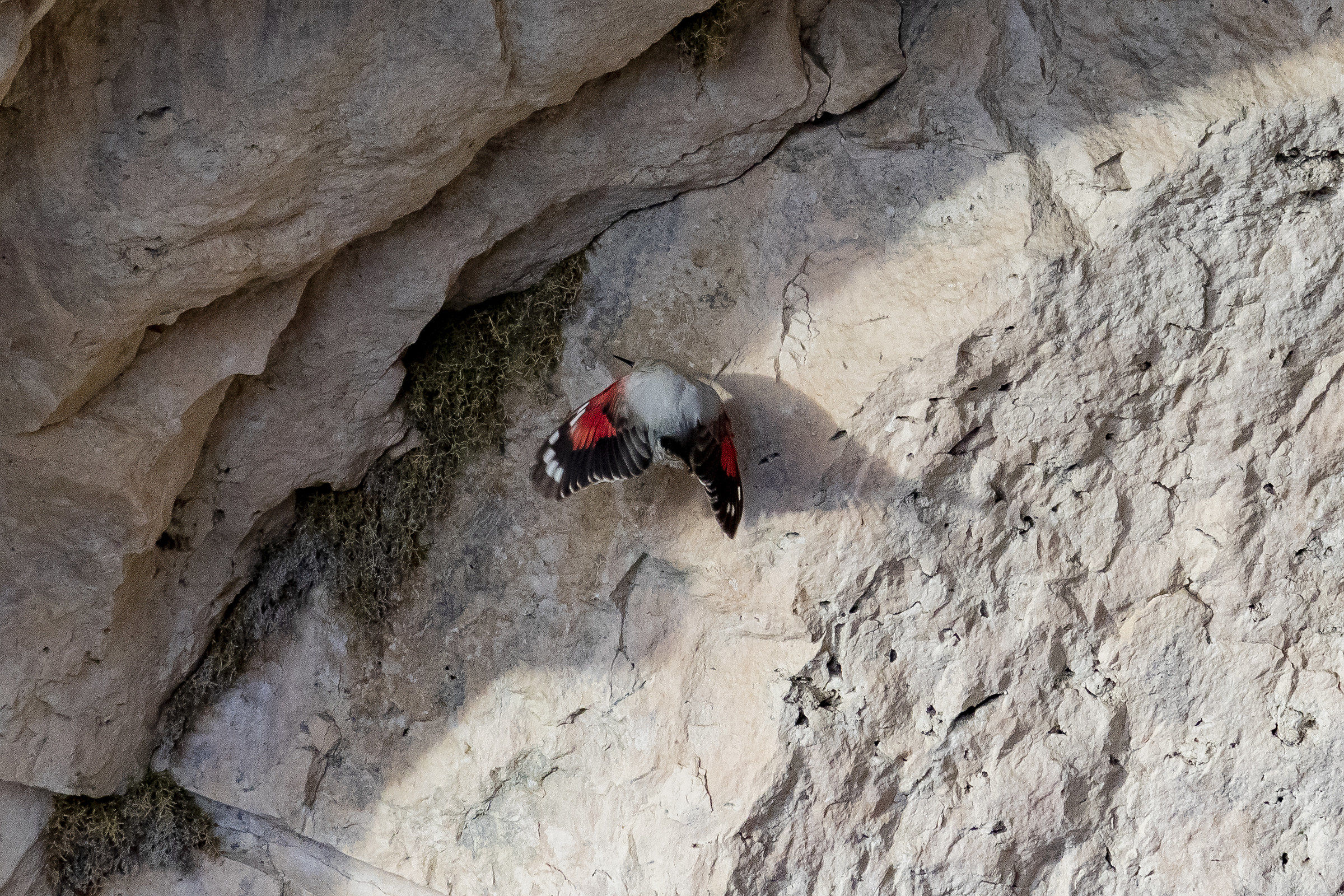 Wallcreeper