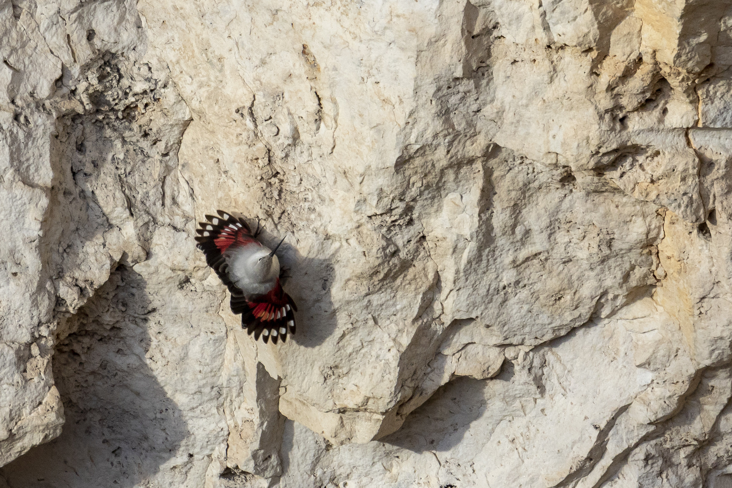 Wallcreeper