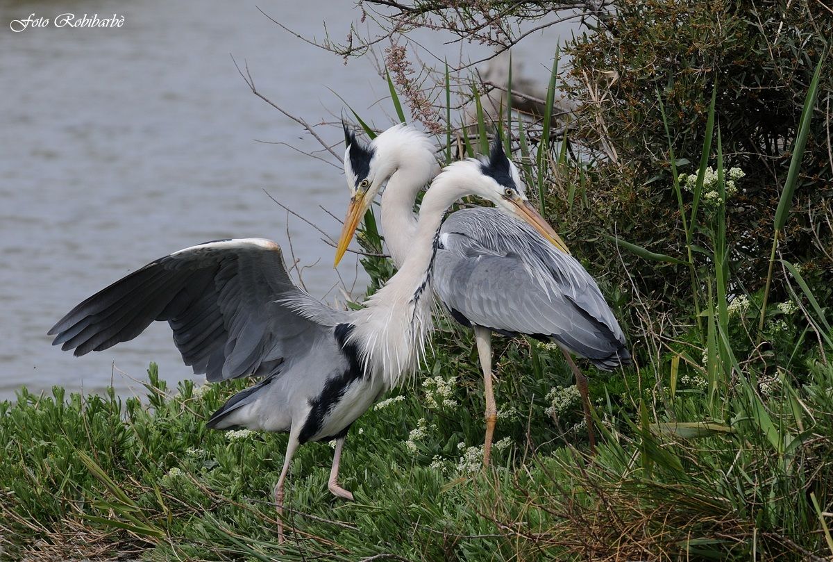 Cenerini esibizionisti