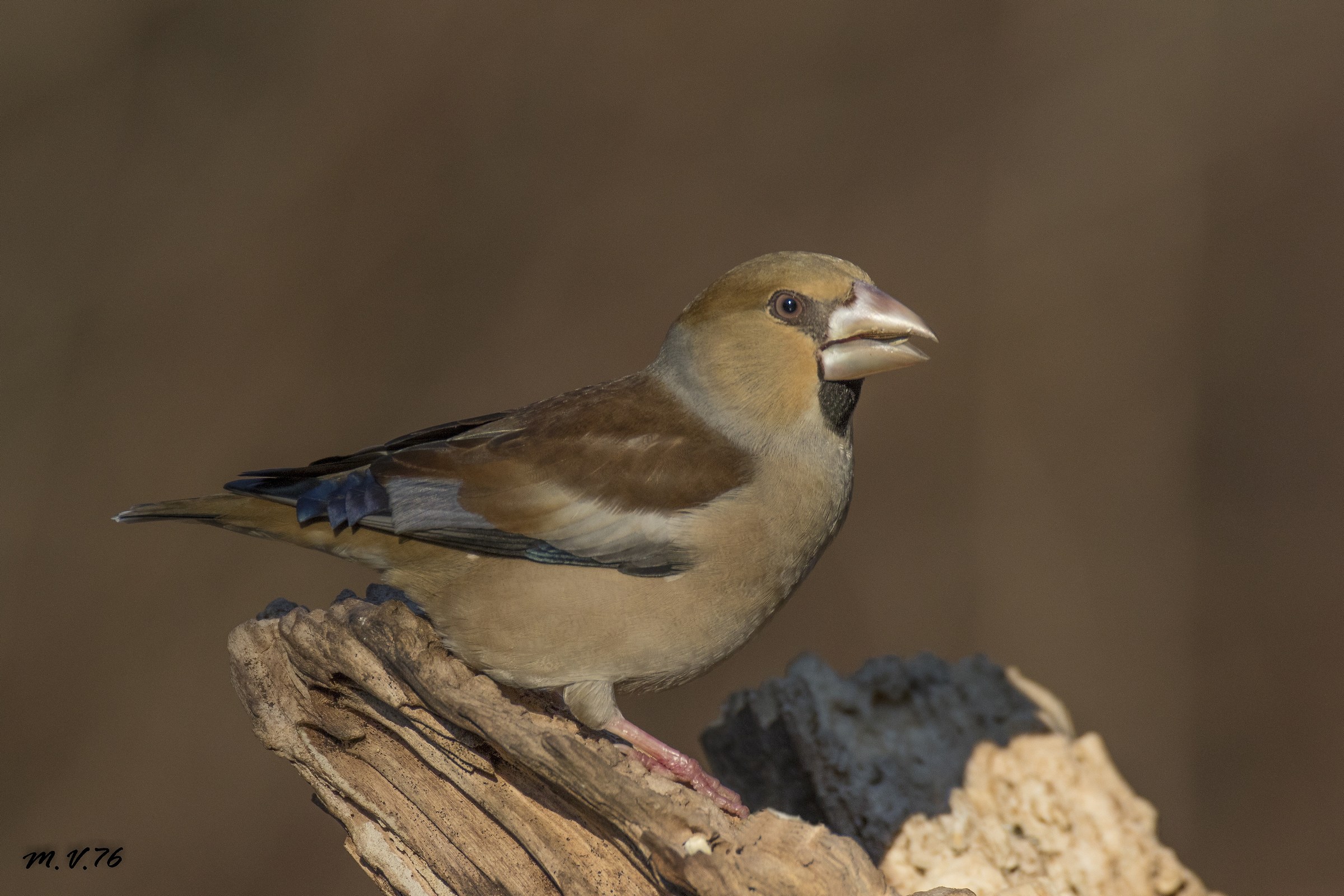 Frosone - Coccothraustes coccothraustes