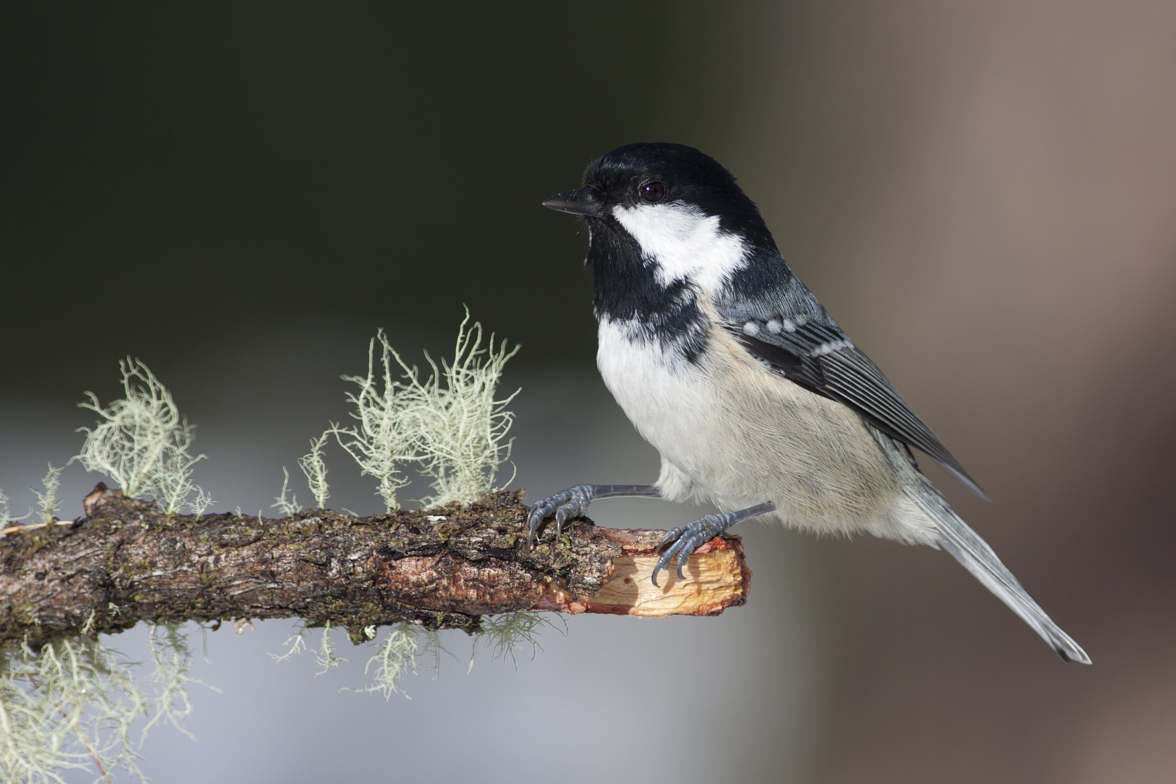 marsh tit