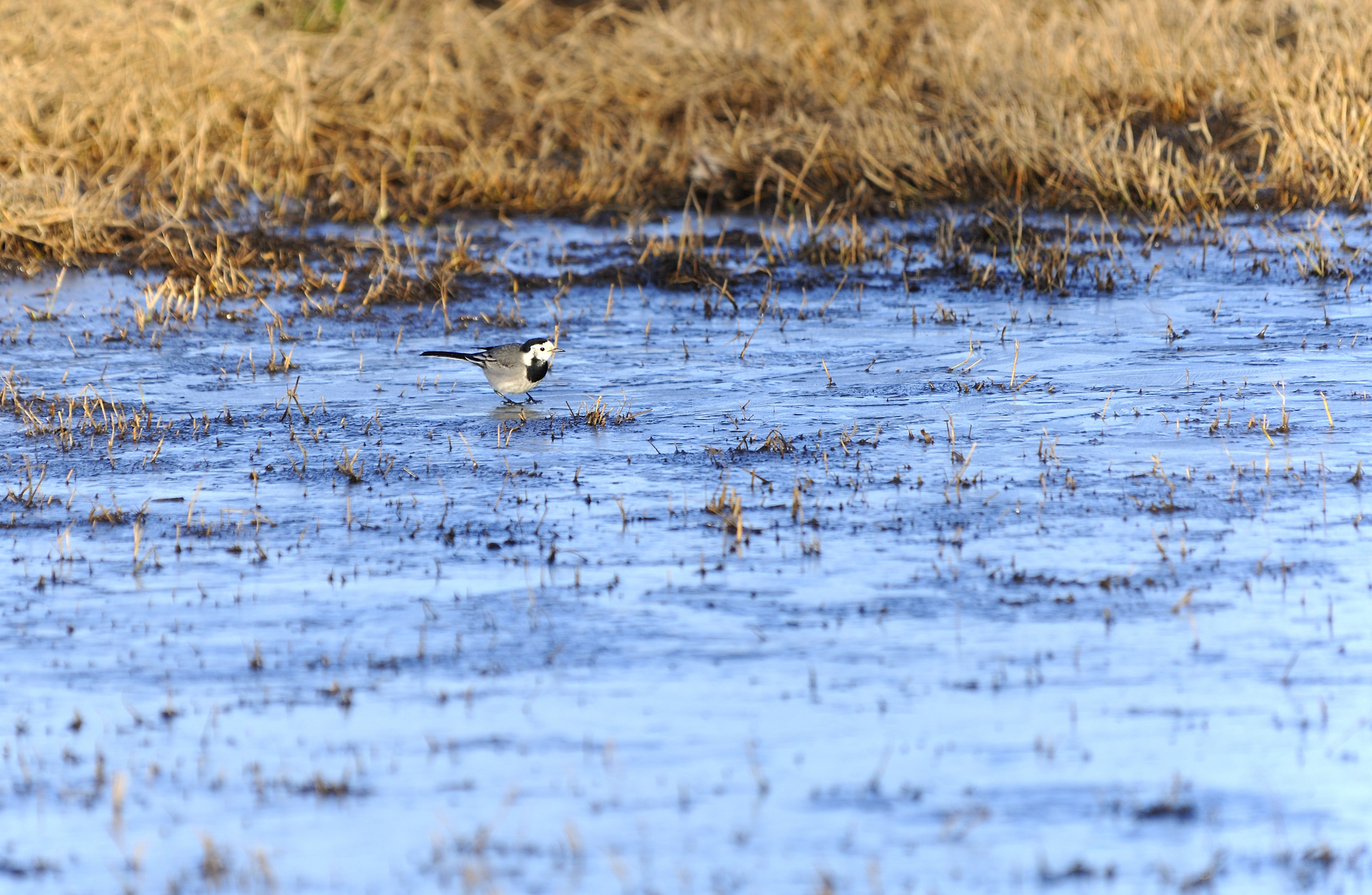 Ballerina on the Ice