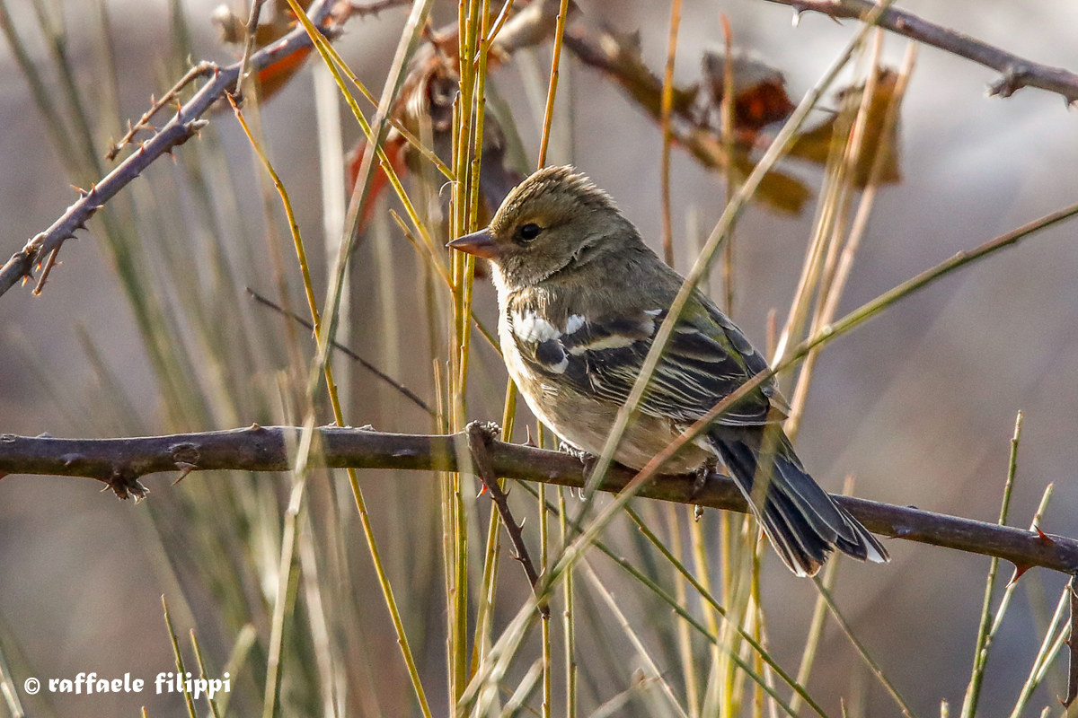 Fringuello femmina - Boschi Biellesi
