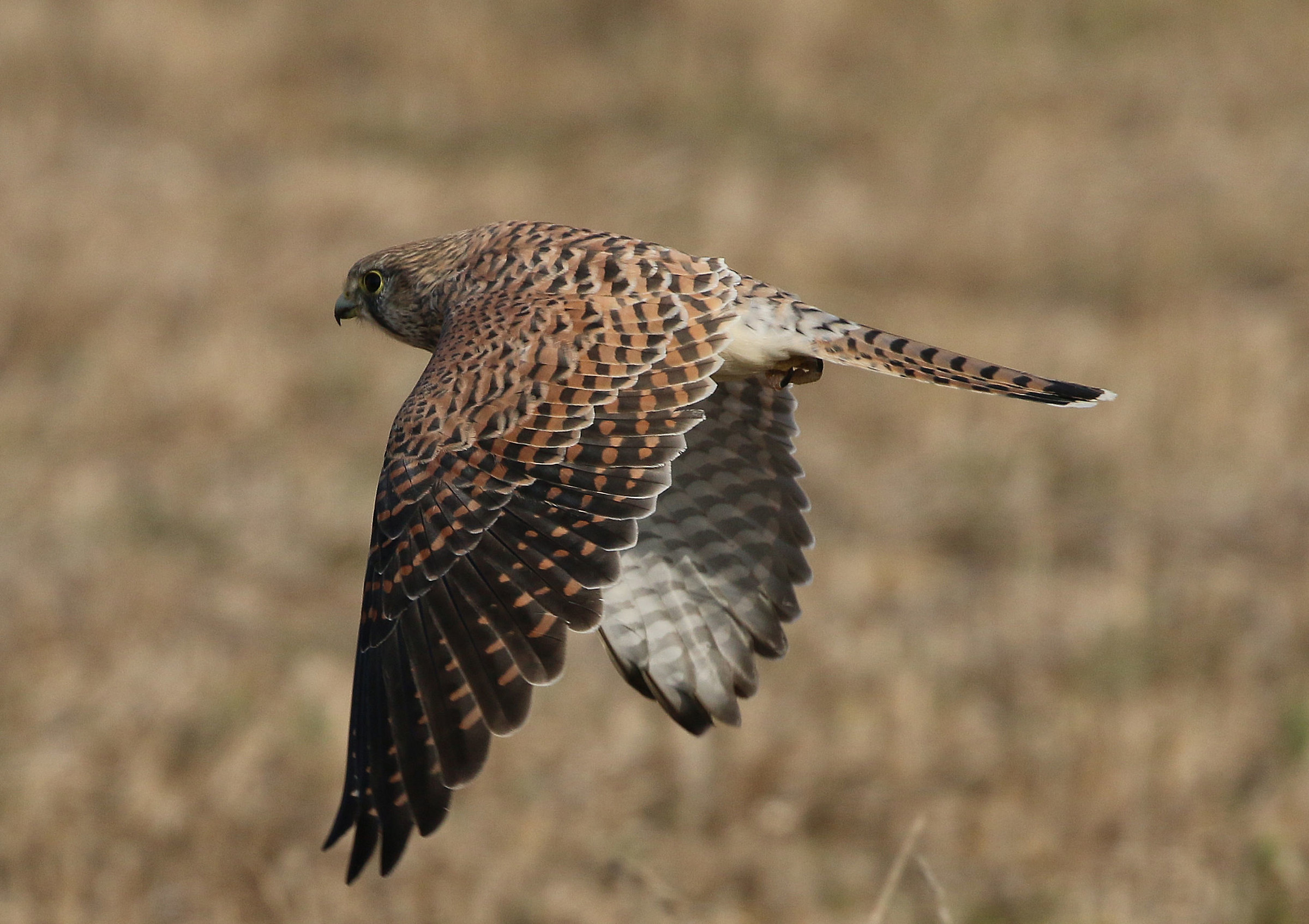 Kestrel