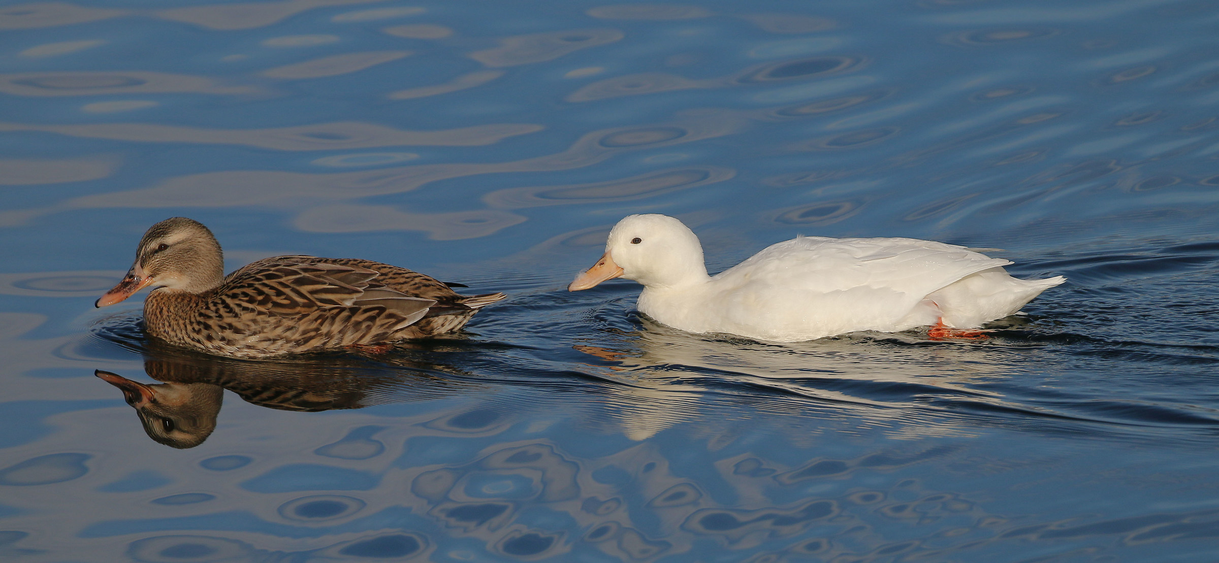 Cross-bred (white) with female