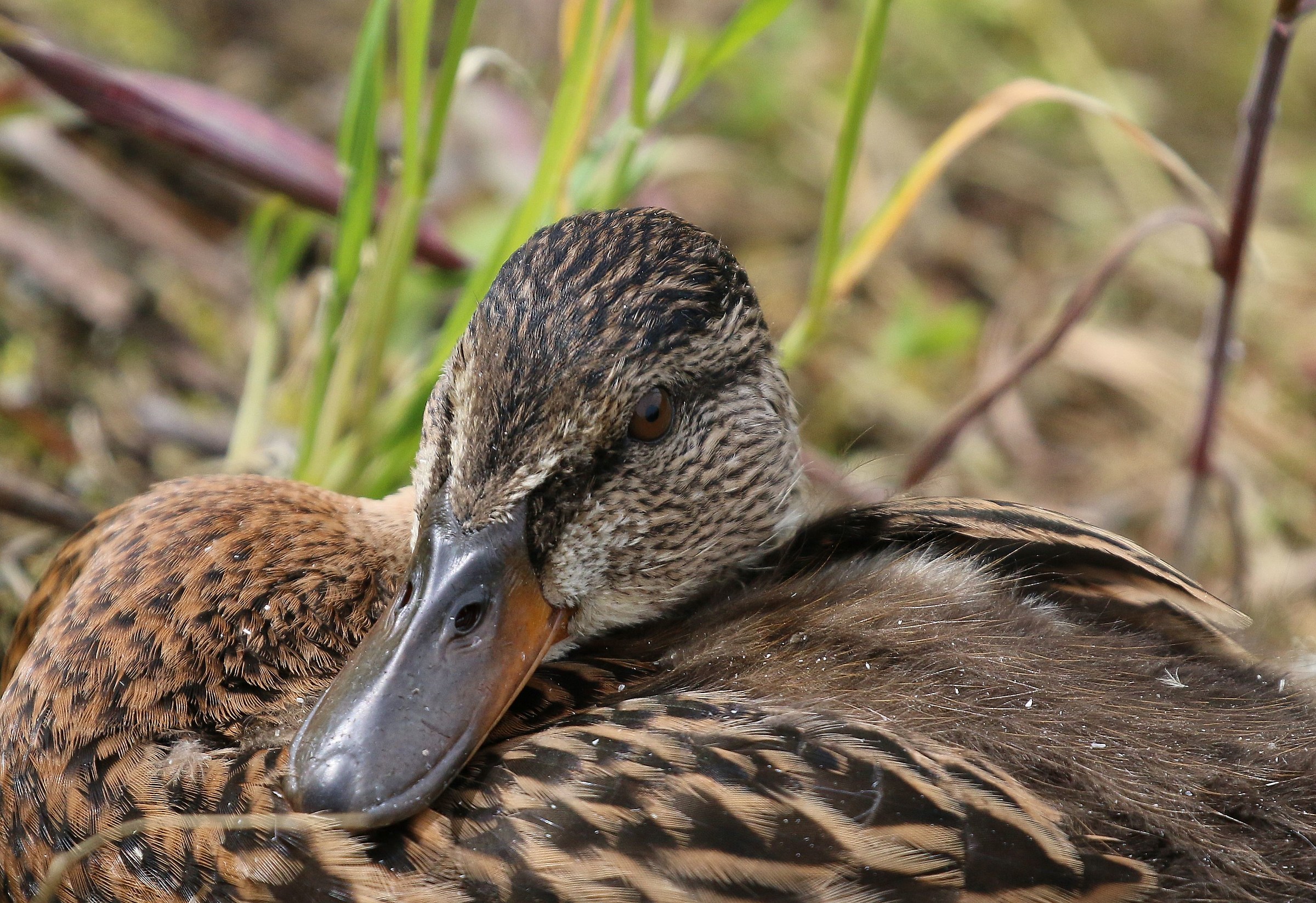 Germano female: An unusual pose