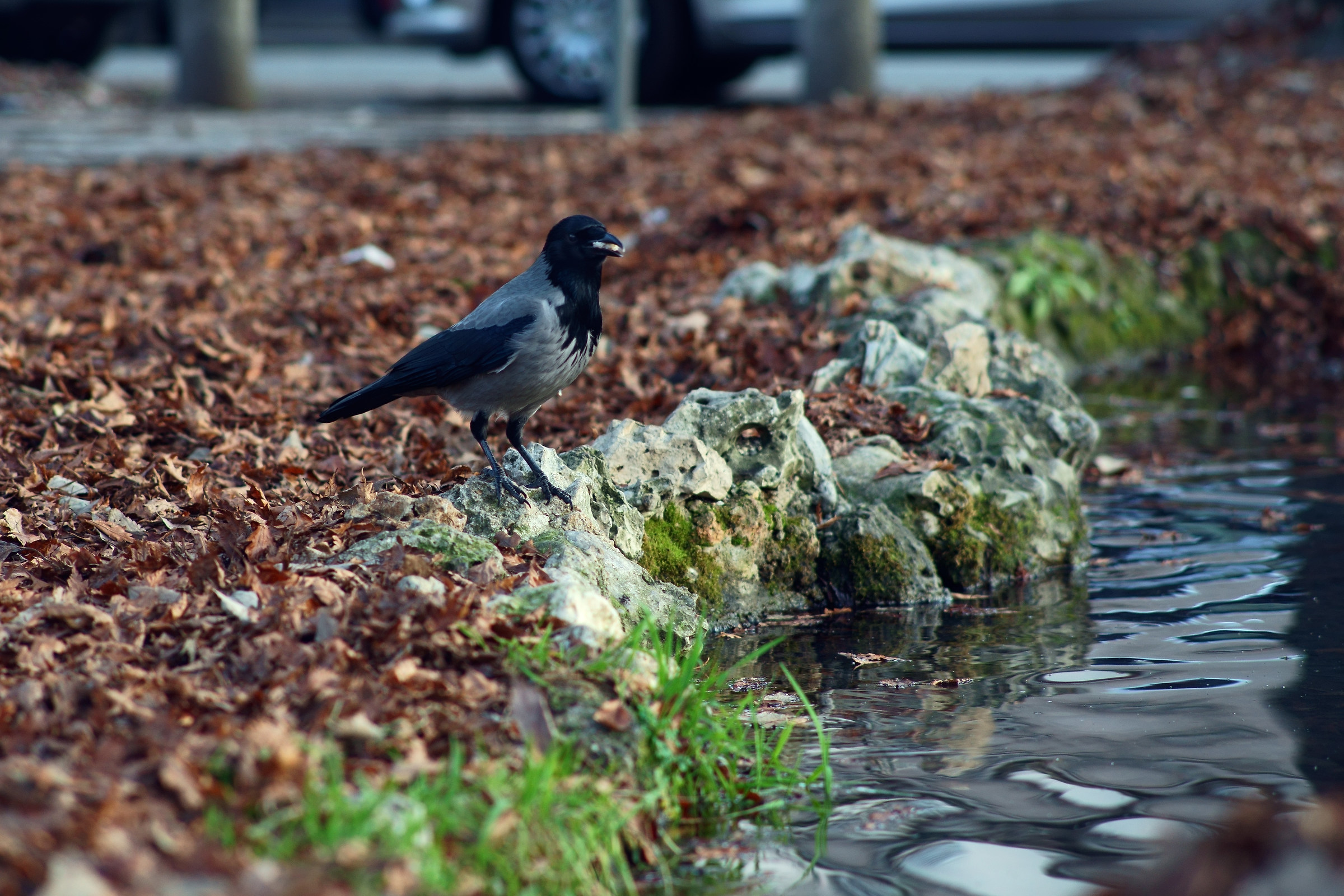 Cornacchia golosa (2)