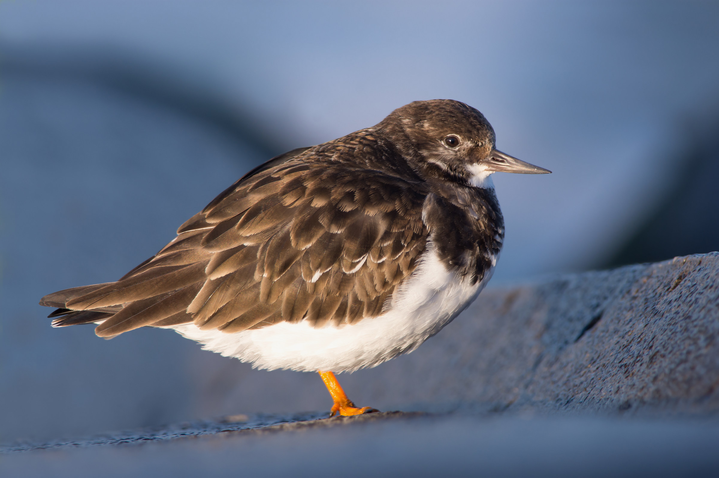 Turnstone poggia su un enorme blocco di calcestruzzo