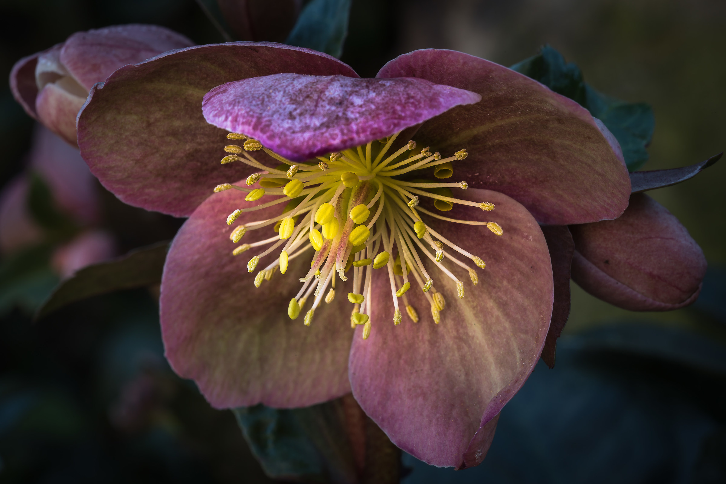 Hellebore