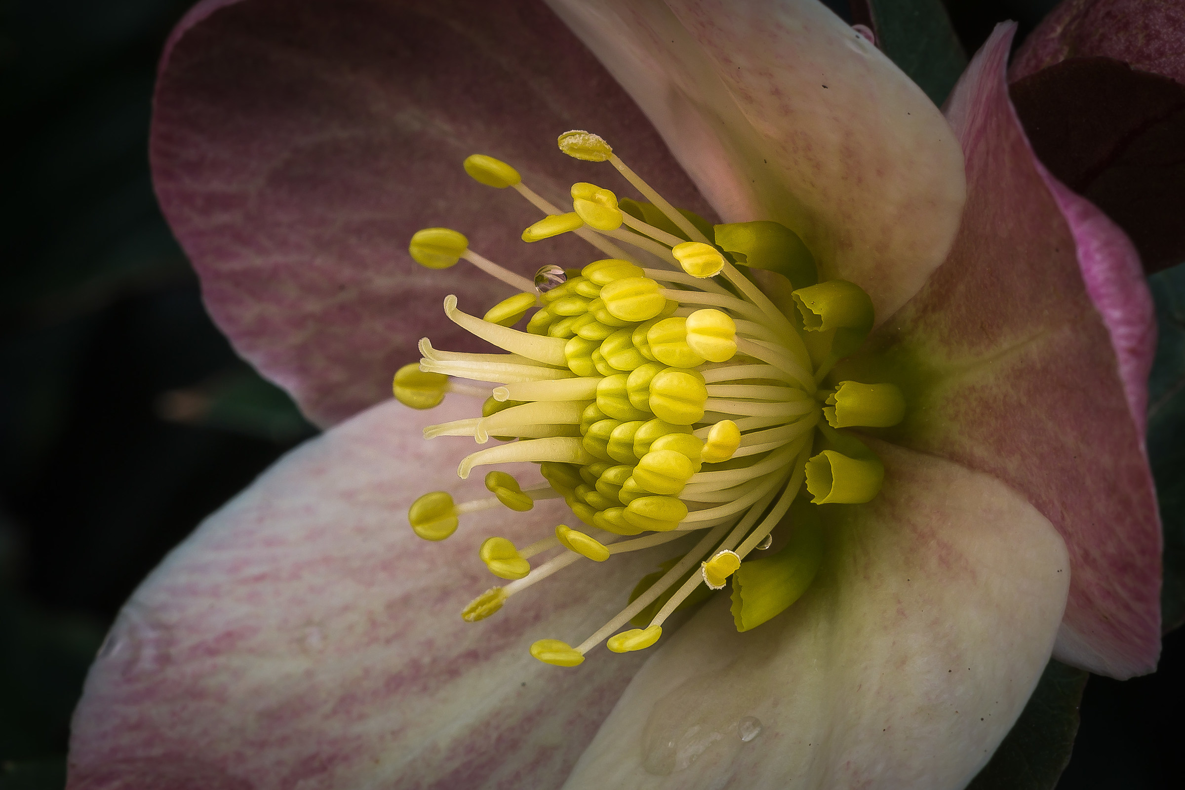 Hellebore