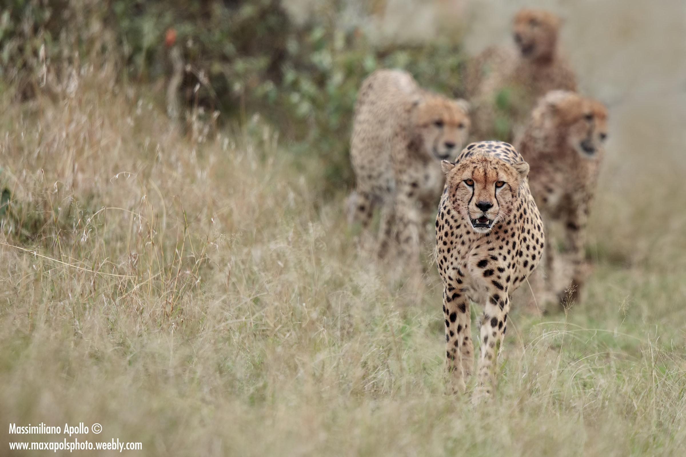 The gang... Cheetahs..