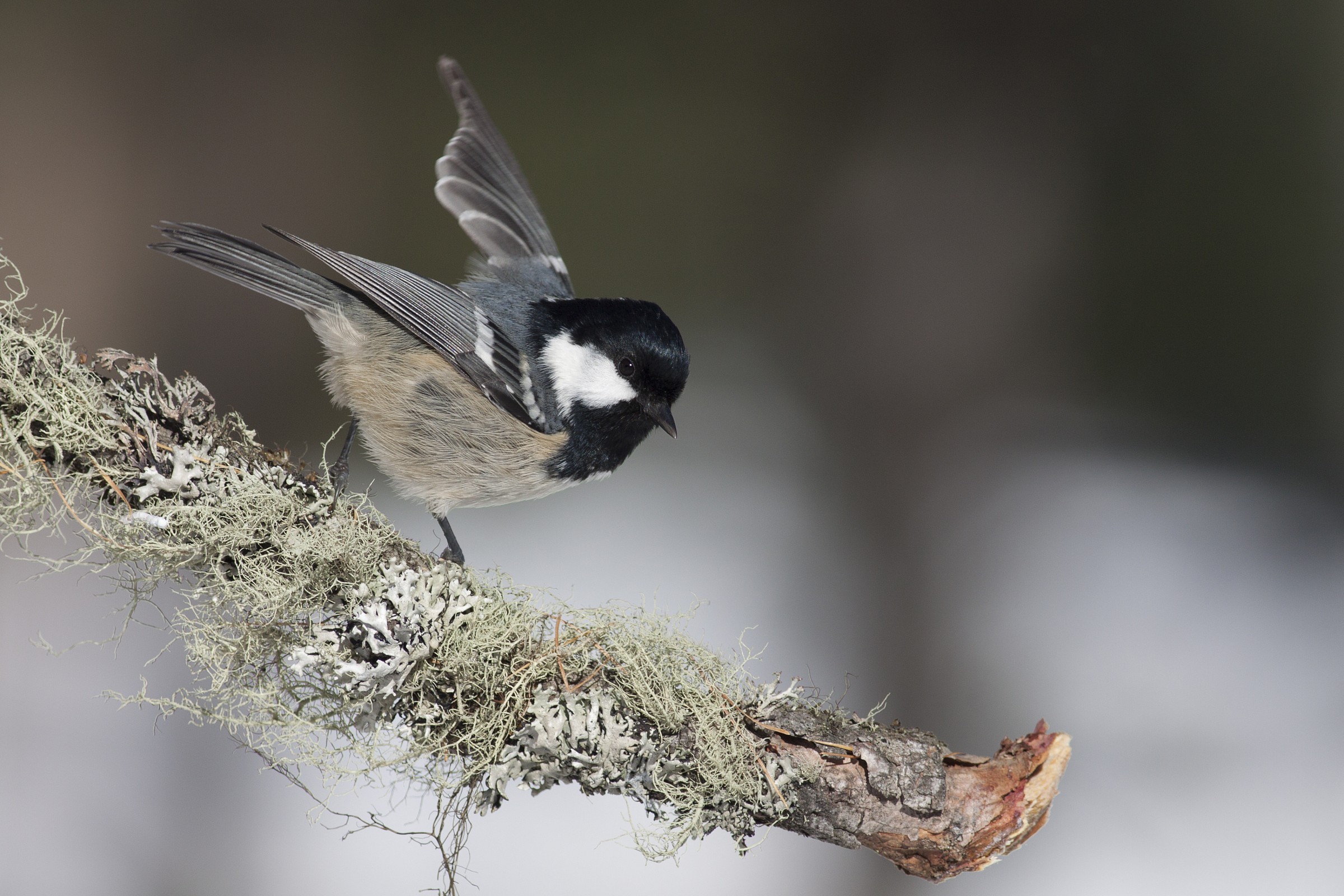coal tit 2