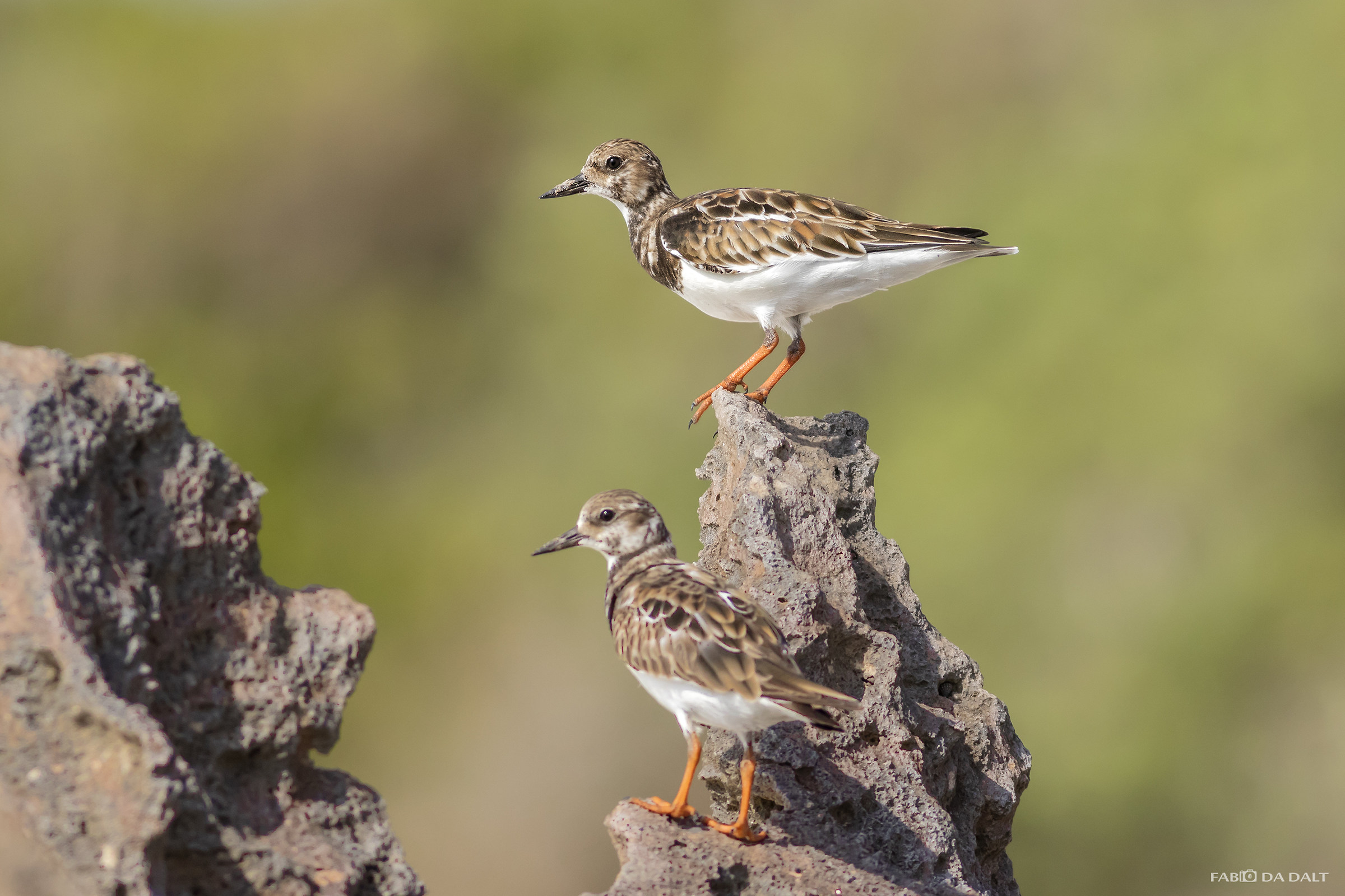 Turnstone