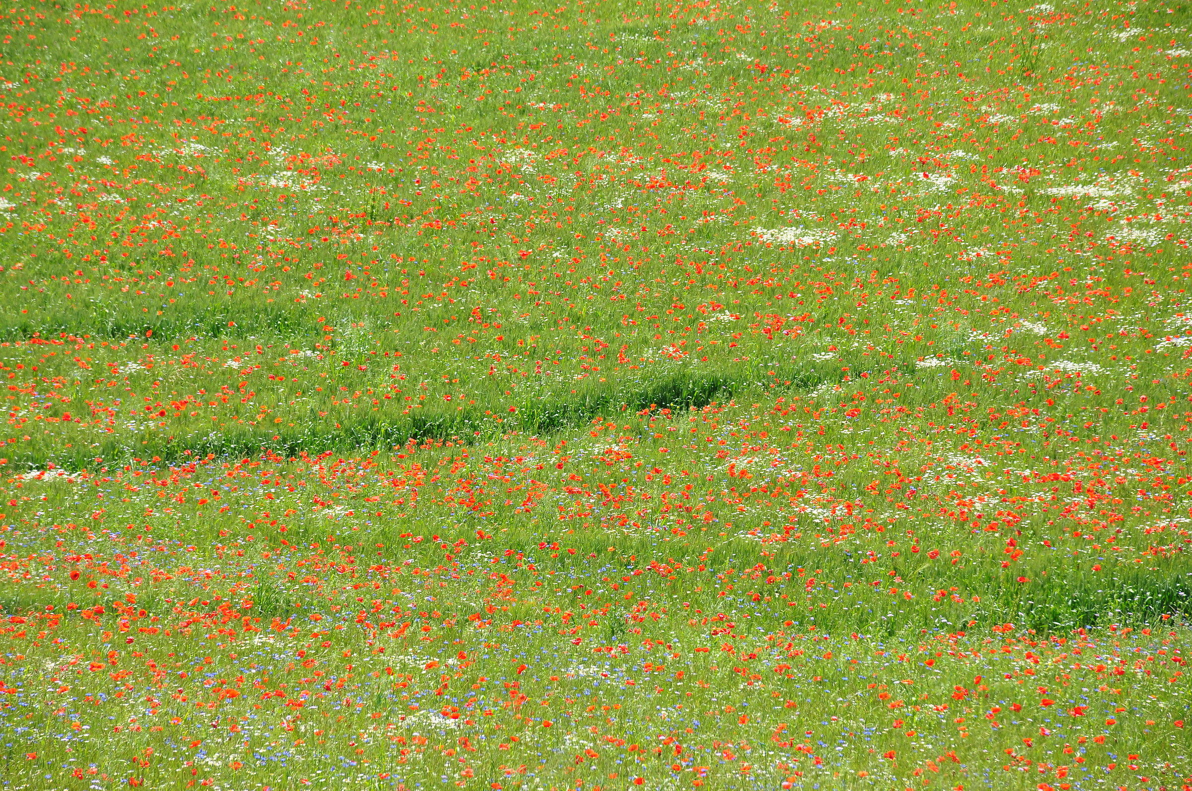 Field of flowers