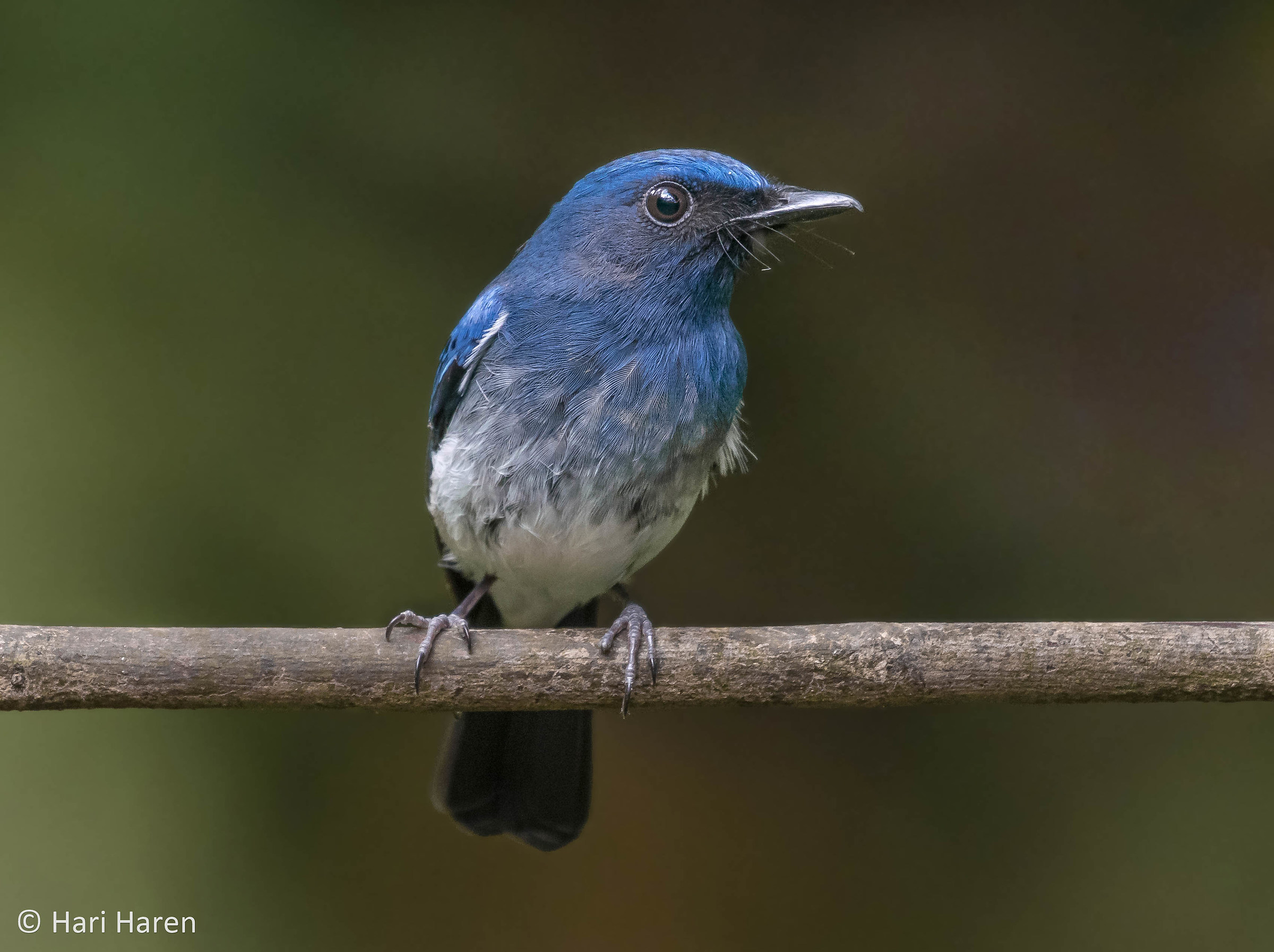 White-bellied blue flycatcher