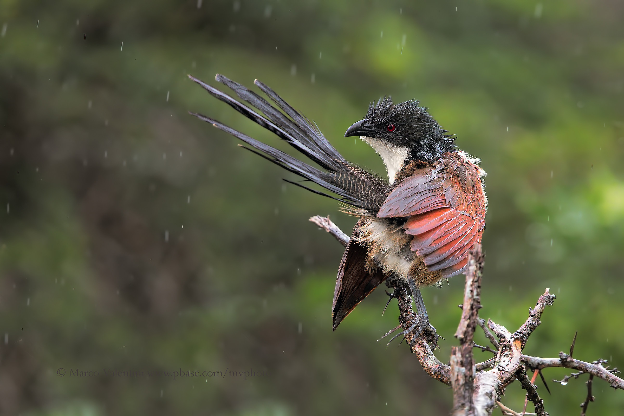 Burchell's Coucal