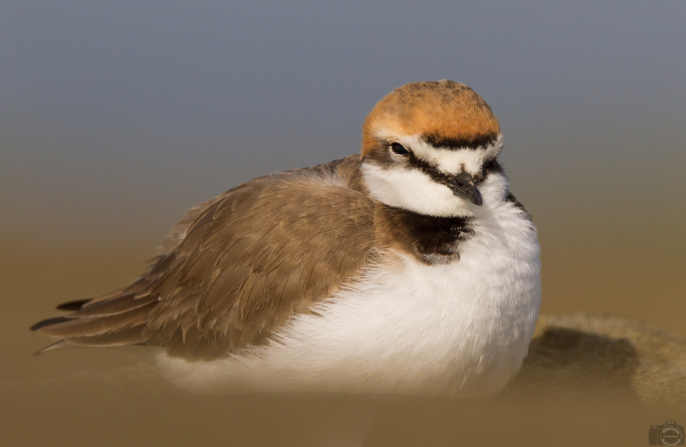 Il mio primo Fratino