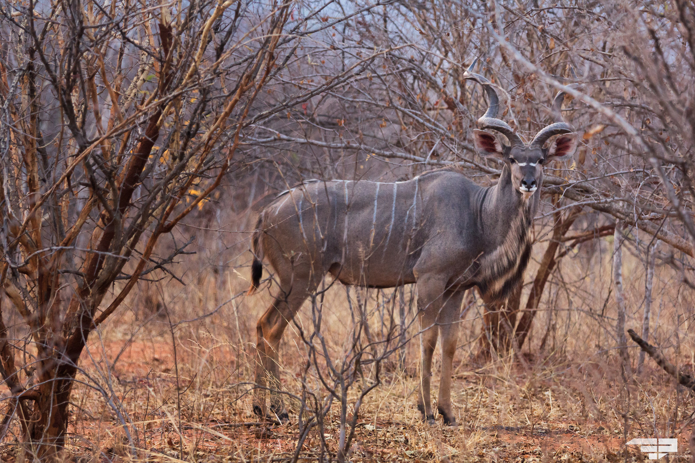 Mimetic Kudu