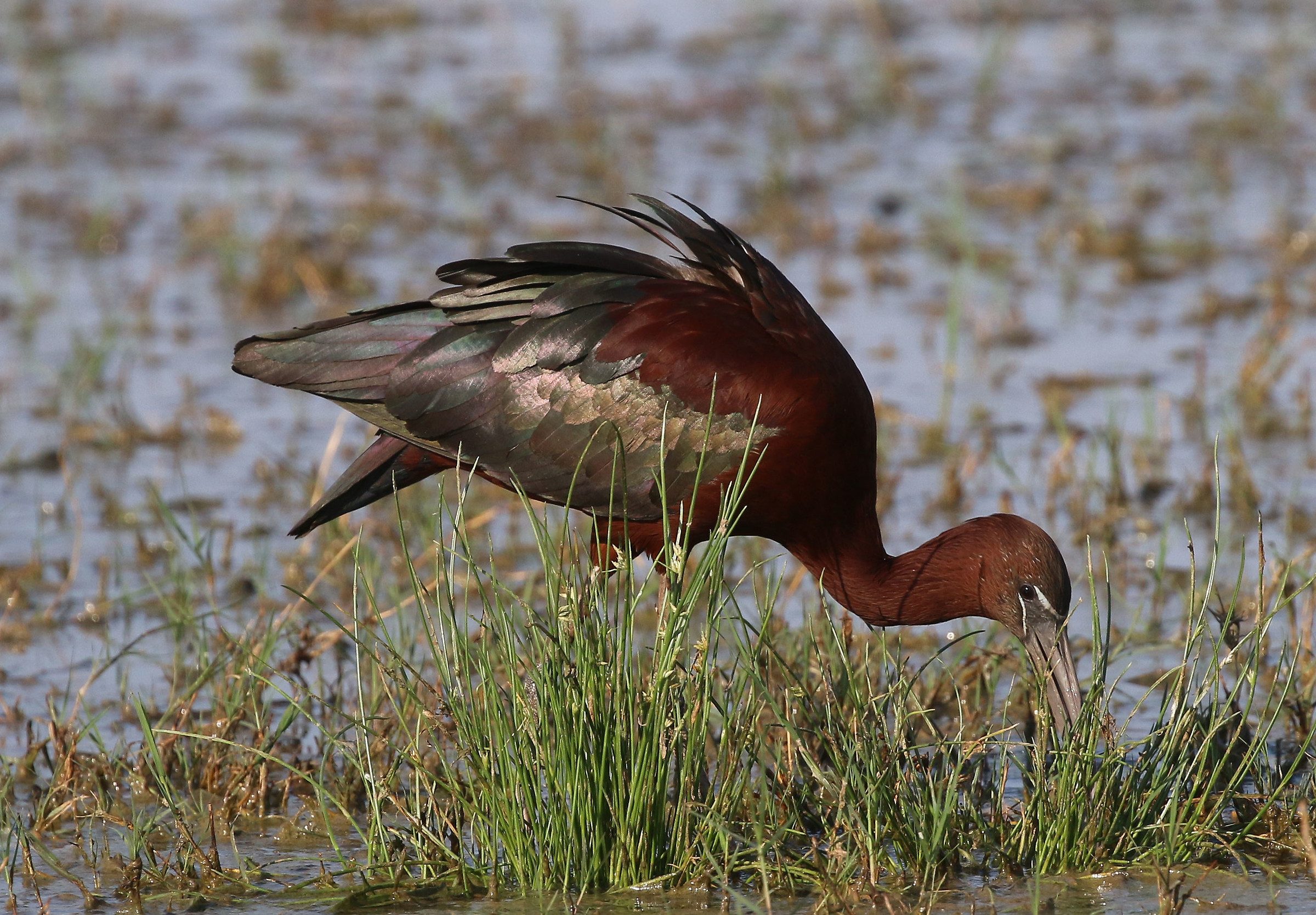 Glossy IBIS